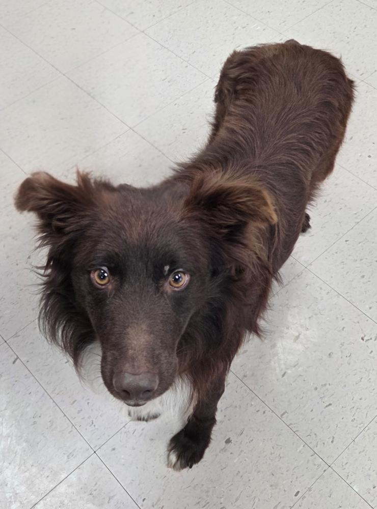 Enlarge Zander GA, a Adoptable Australian Shepherd in Ontario, CA image 5/6