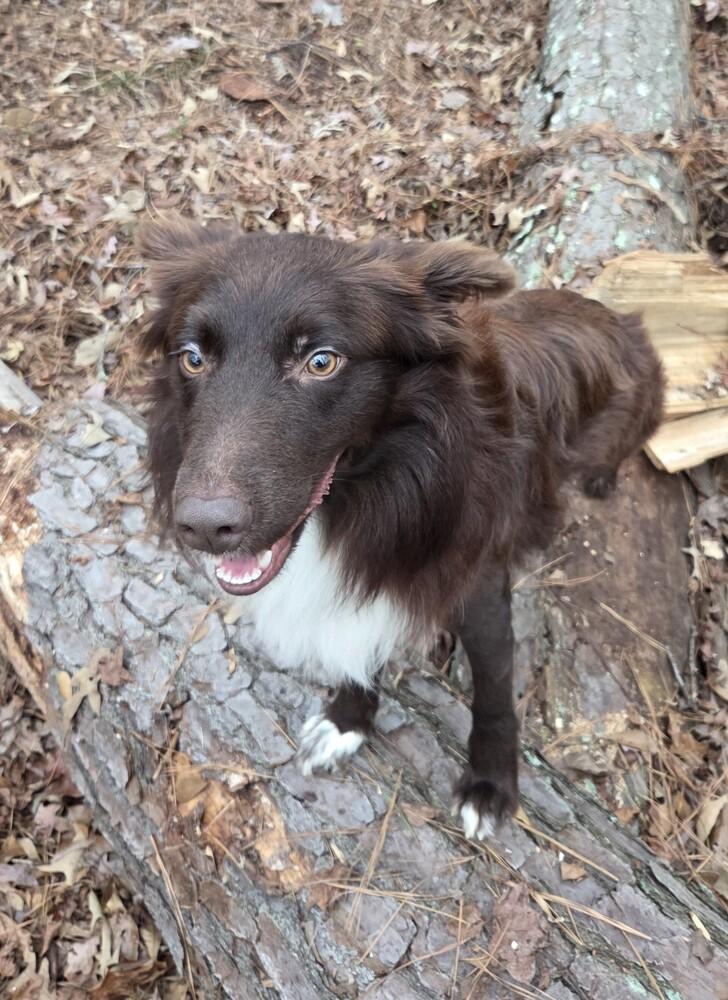 Enlarge Zander GA, a Adoptable Australian Shepherd in Ontario, CA image 6/6