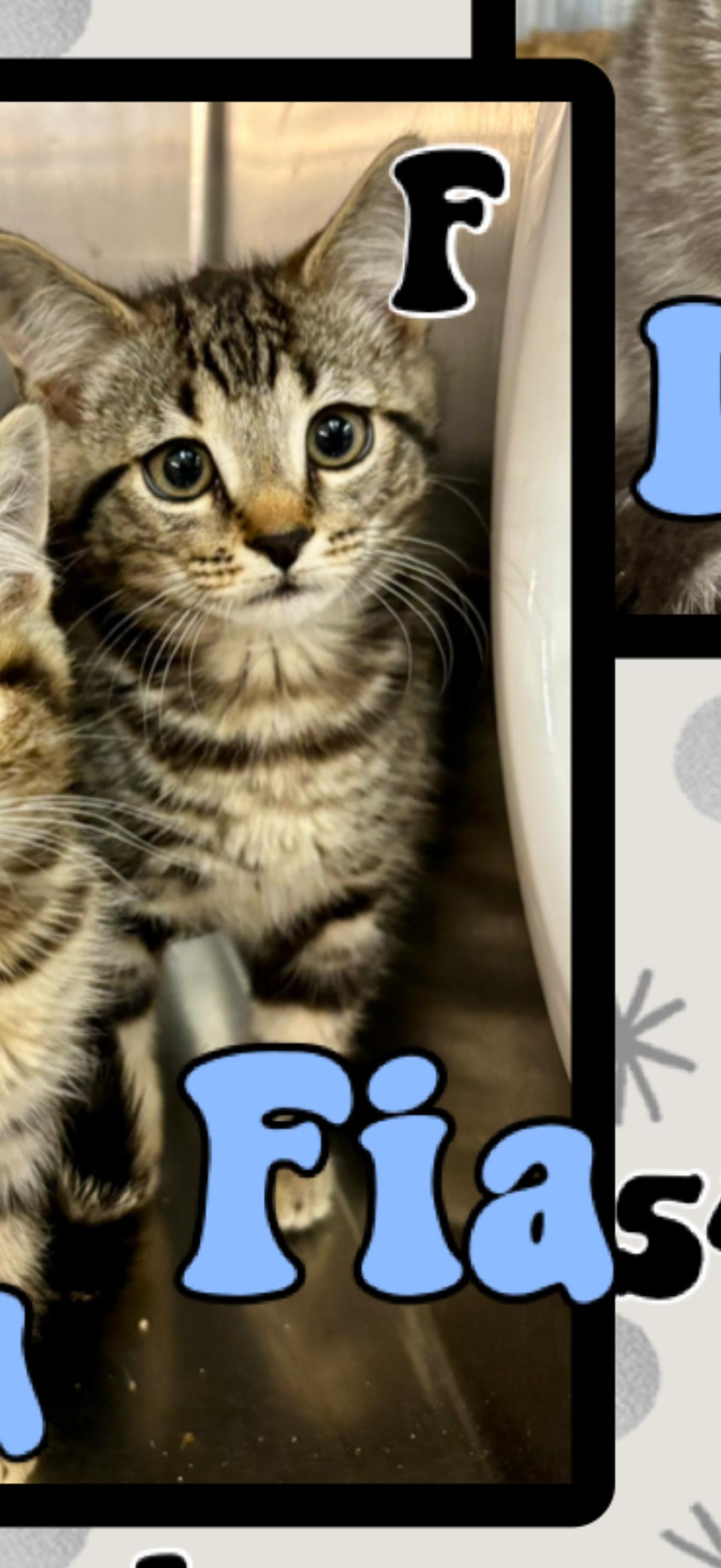 Fia, ADOPTABLE, Young Female American Shorthair.