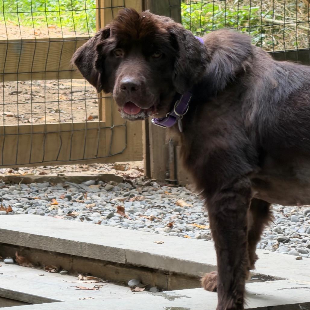 Maple, Adoptable, Adult Female Newfoundland Dog.