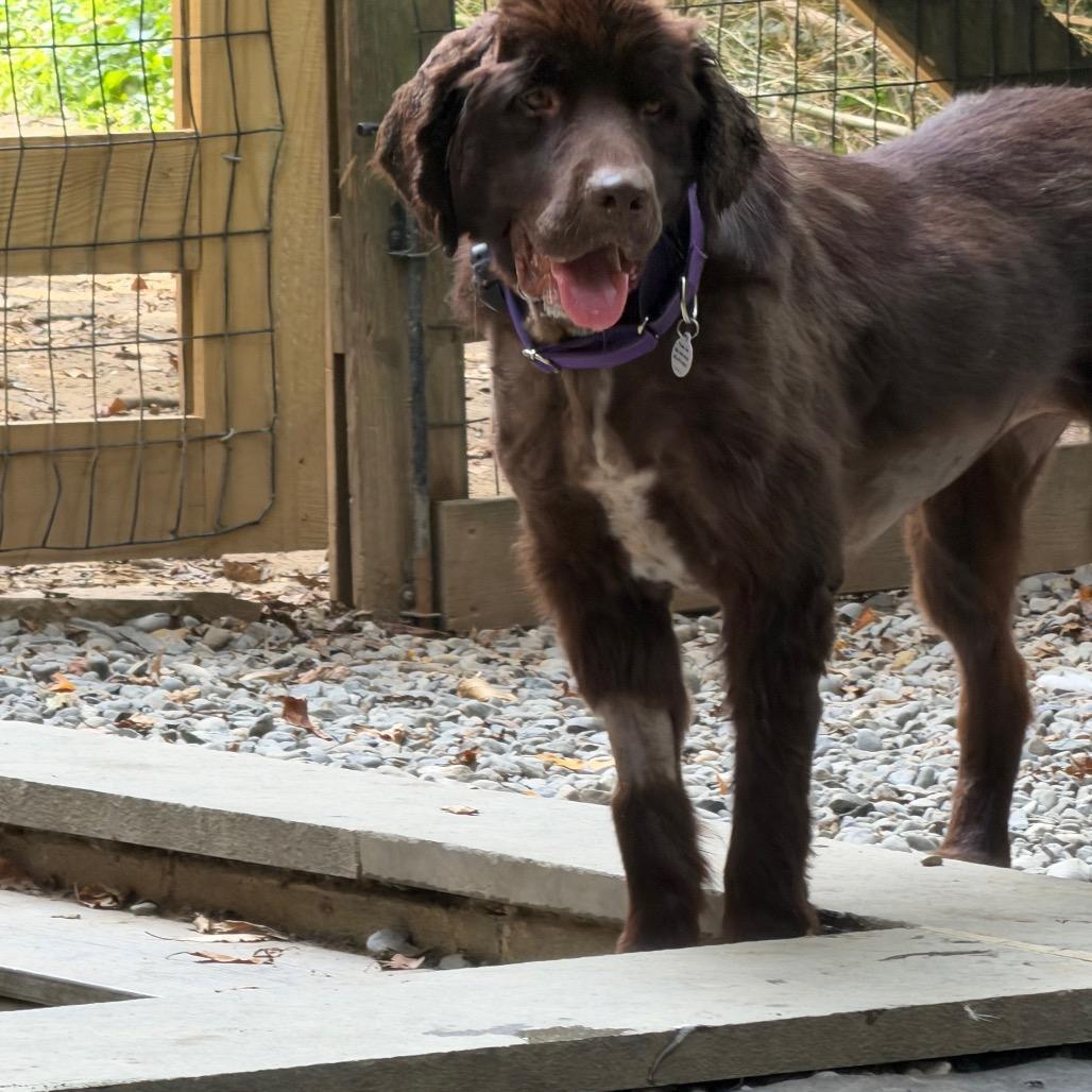 Maple, a Adoptable Newfoundland Dog in West Chester, PA image 2/6