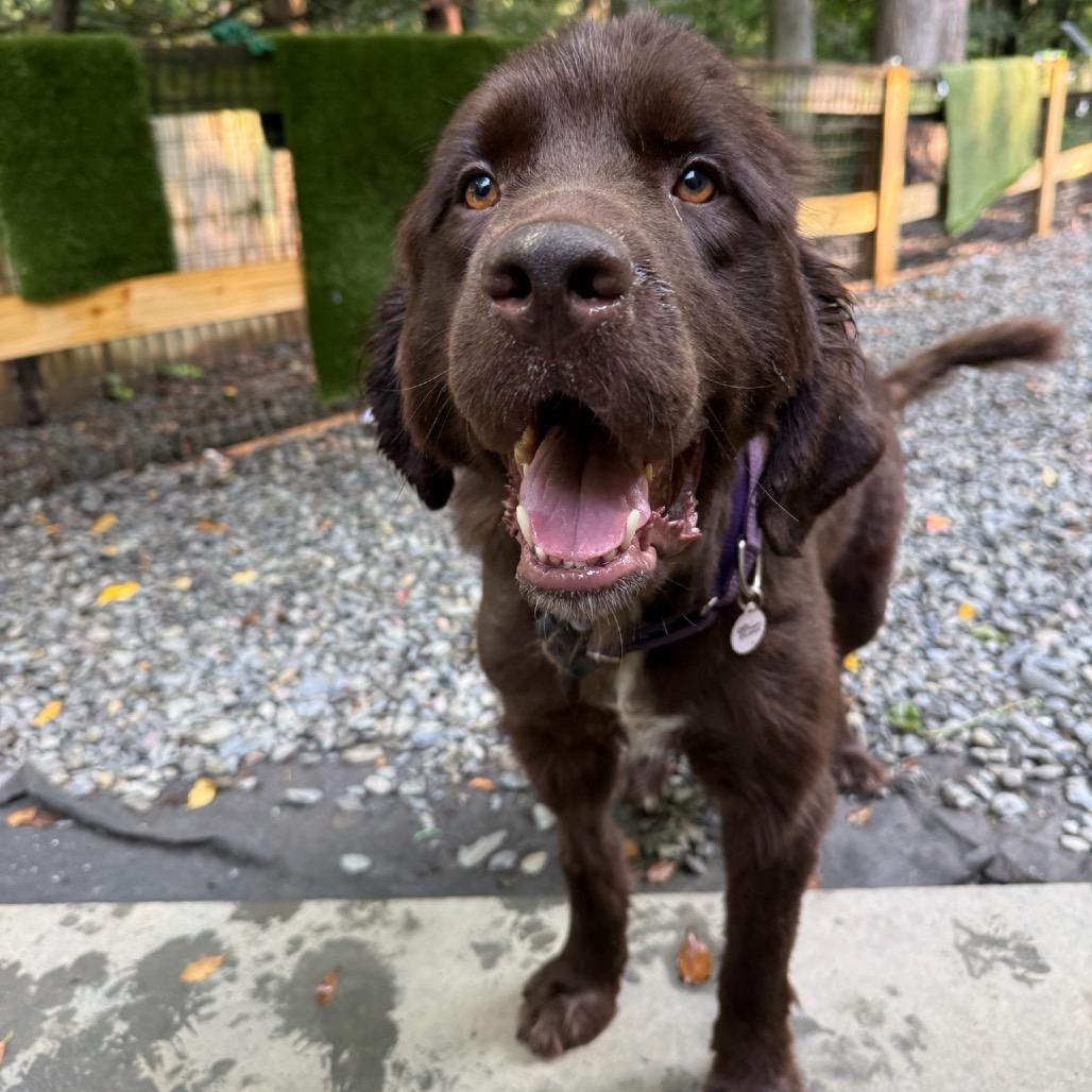 Maple, a Adoptable Newfoundland Dog in West Chester, PA image 3/6