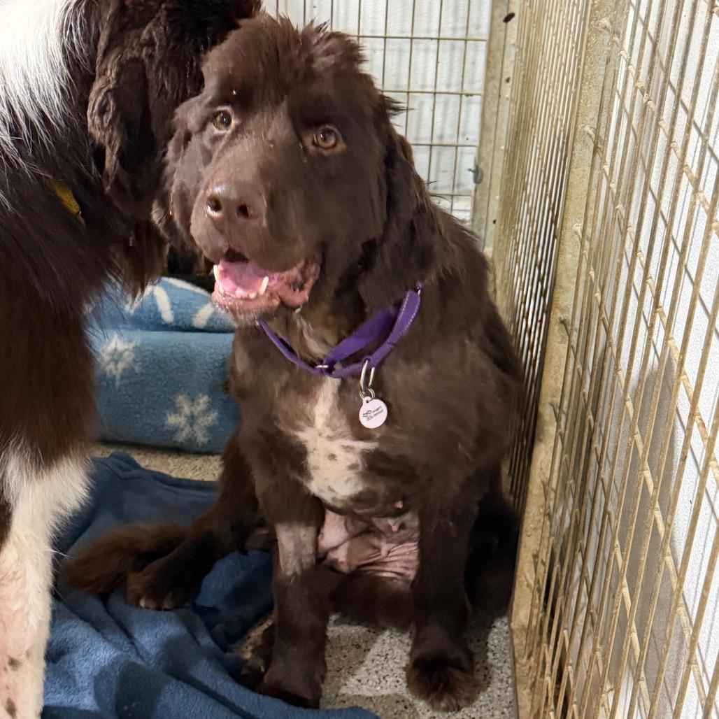 Maple, a Adoptable Newfoundland Dog in West Chester, PA image 4/6