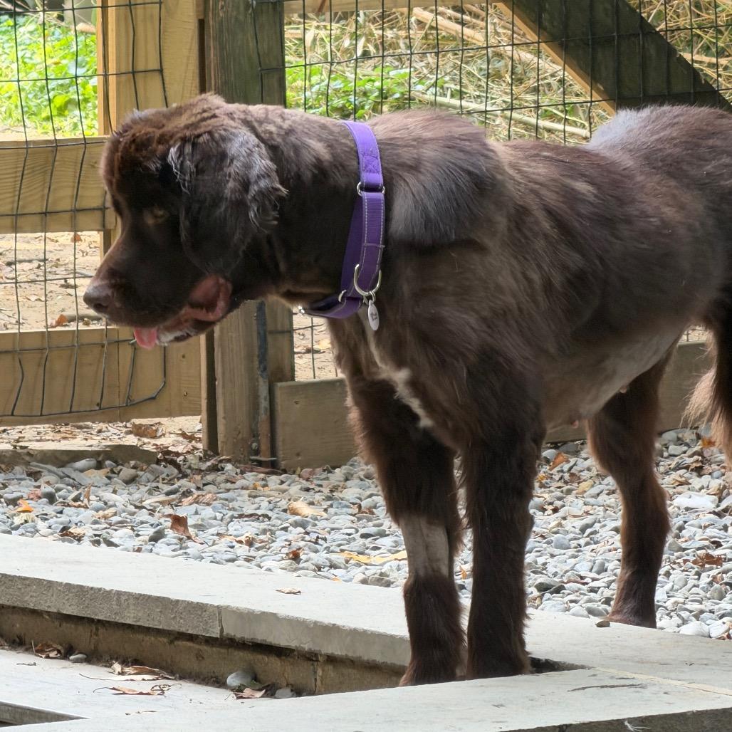 Maple, a Adoptable Newfoundland Dog in West Chester, PA image 5/6