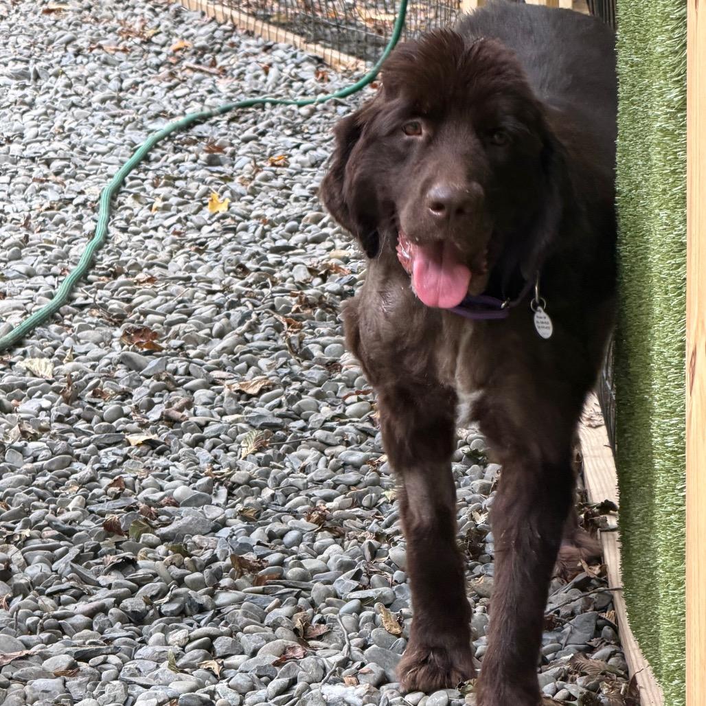Maple, a Adoptable Newfoundland Dog in West Chester, PA image 6/6