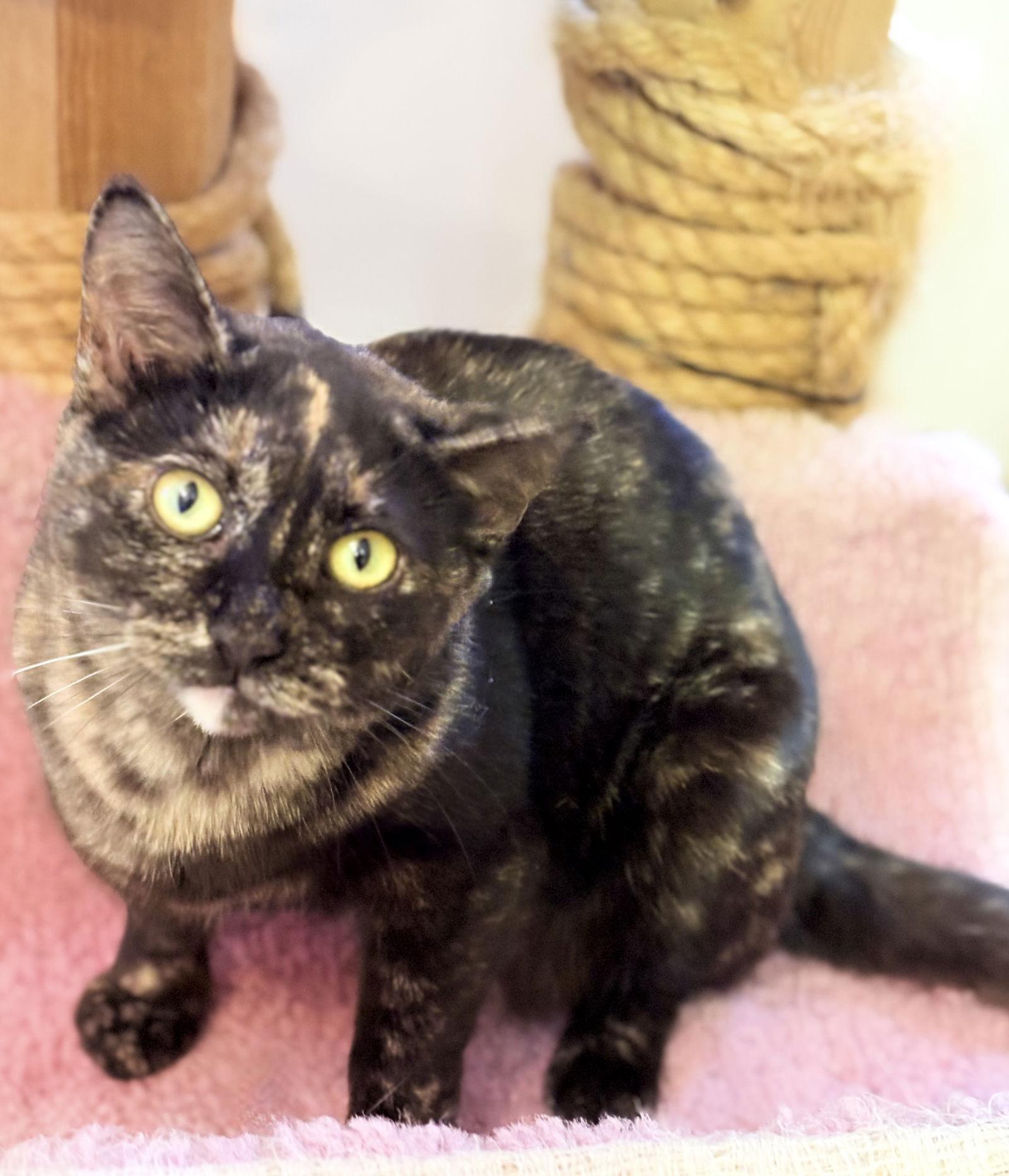 Phoebe, Adoptable, Adult Female Tortoiseshell.