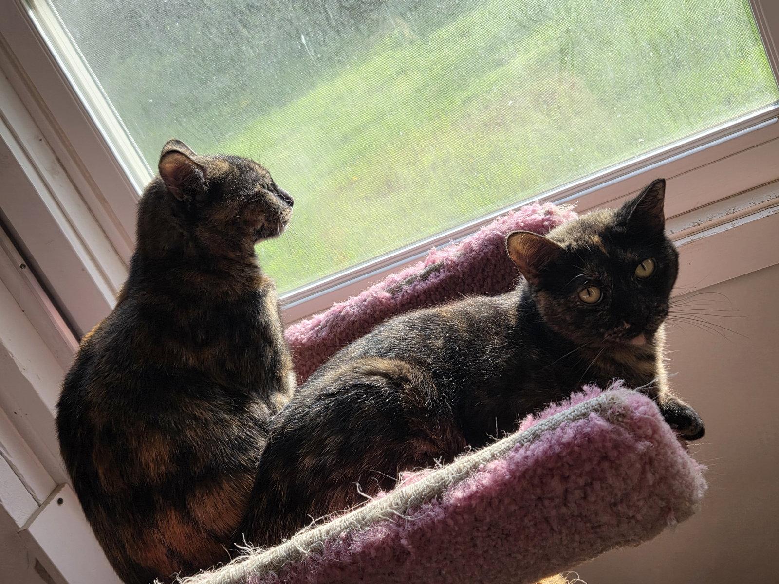 Enlarge Phoebe, a Adoptable Tortoiseshell in Flint Hill, VA image 3/3