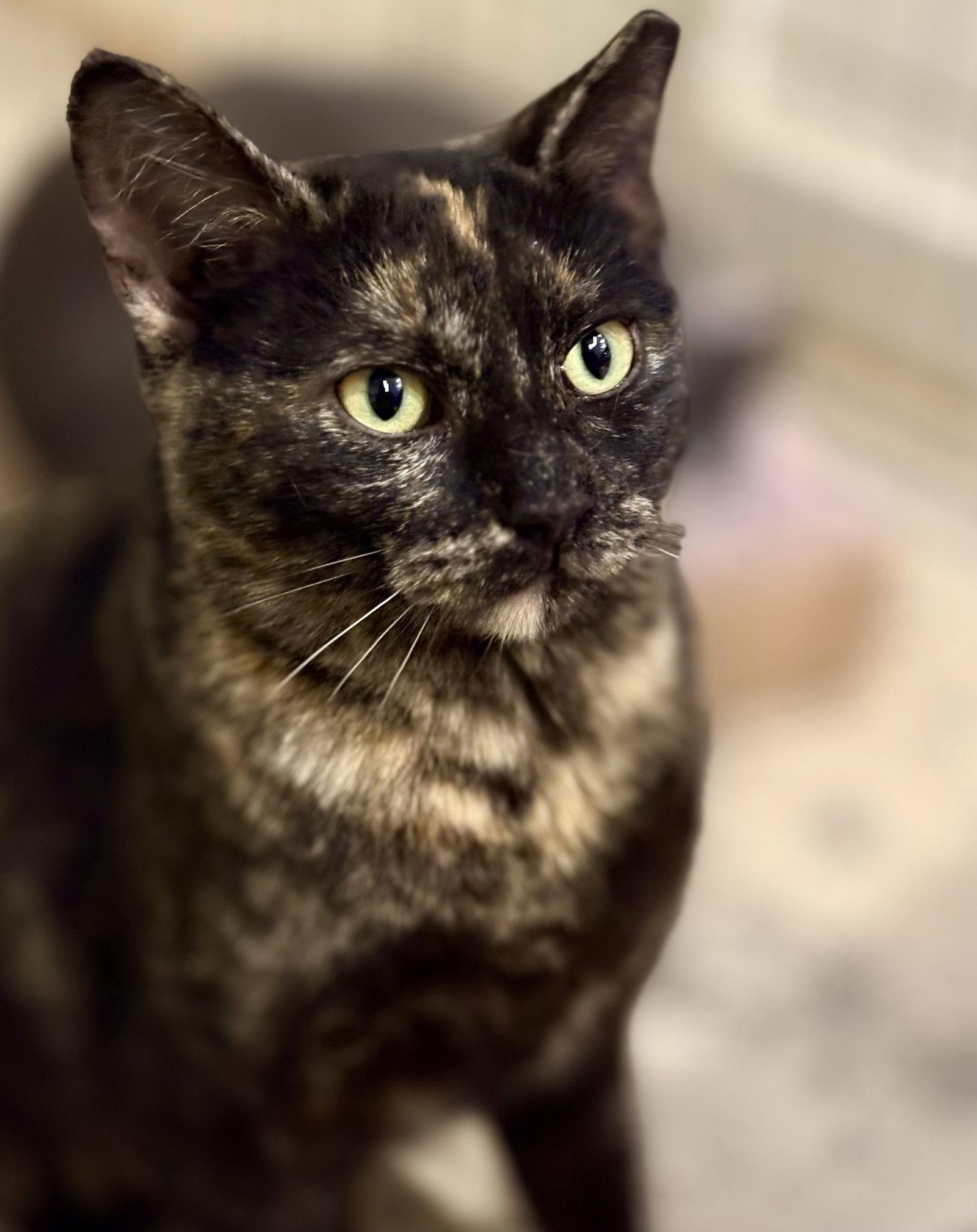 Enlarge Phoebe, a Adoptable Tortoiseshell in Flint Hill, VA image 3/3