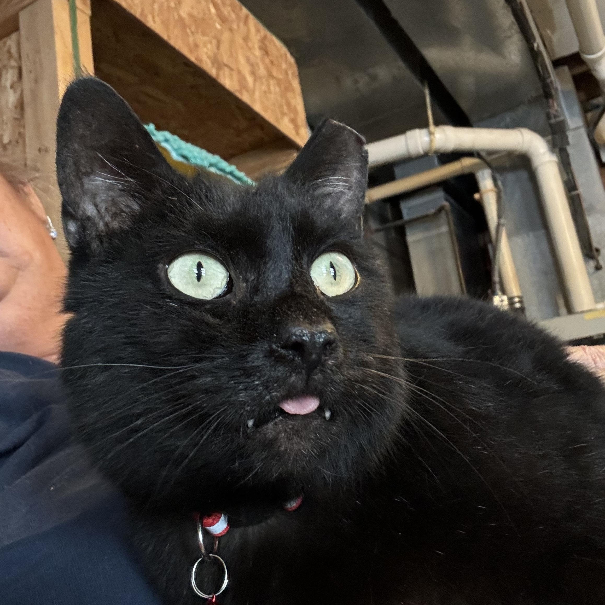 Simon, Adoptable, Adult Male Domestic Short Hair.