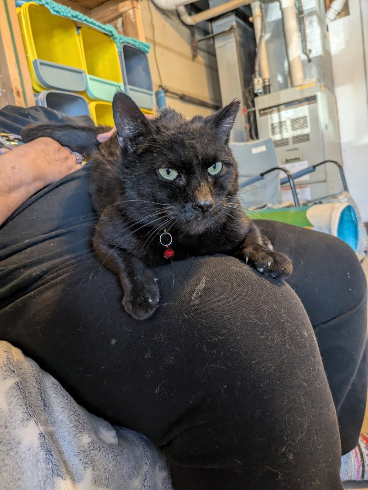 Enlarge Simon, a Adoptable Domestic Short Hair in Ludington, MI image 3/4