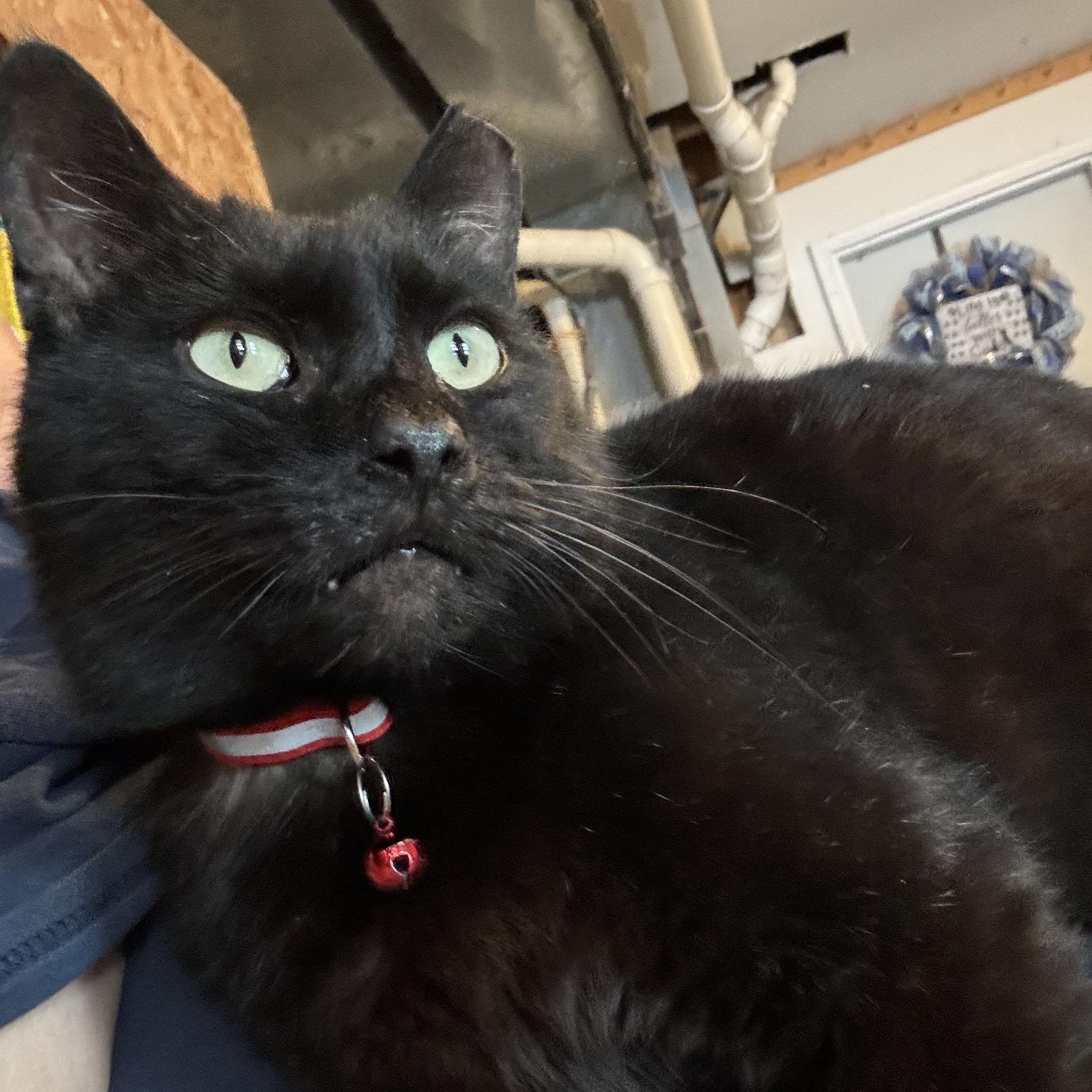 Enlarge Simon, a Adoptable Domestic Short Hair in Ludington, MI image 4/4