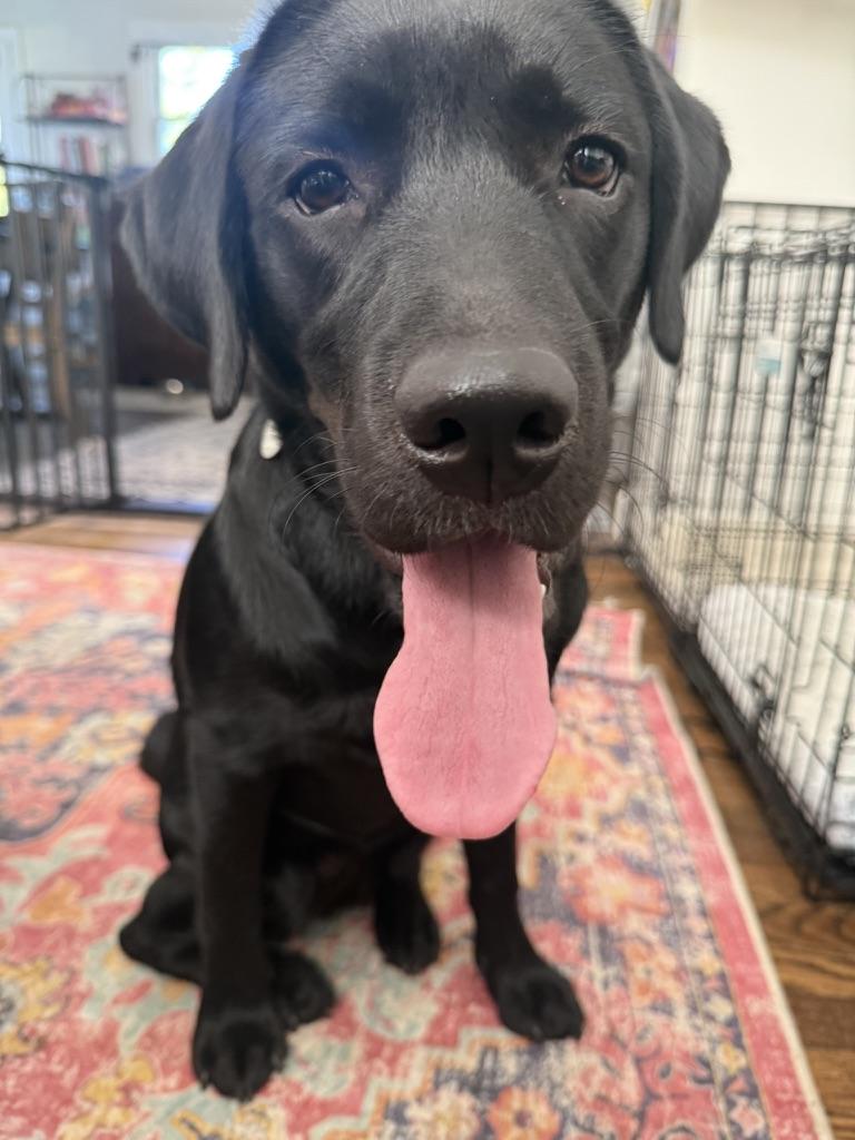 Enlarge Sunshine, a Adoptable Labrador Retriever in Warrington, PA image 2/5