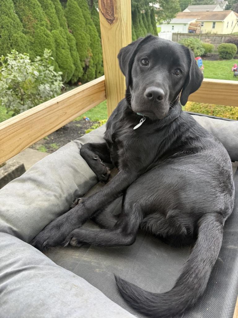 Sunshine, Adoptable, Young Female Labrador Retriever.