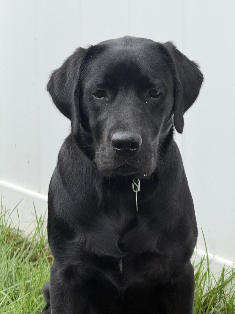 Enlarge Sunshine, a Adoptable Labrador Retriever in Warrington, PA image 4/5