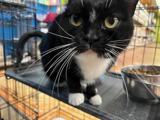 Brooke, adopted, Young Female Domestic Short Hair.