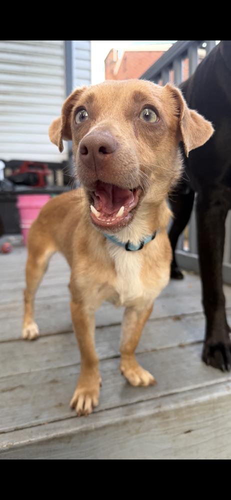 Petunia, Adoptable, Senior Female Chihuahua.