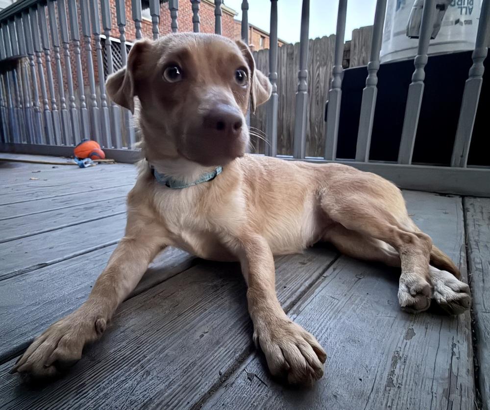 Enlarge Petunia, a Adoptable mixed breed in Jefferson Hills, PA image 2/3