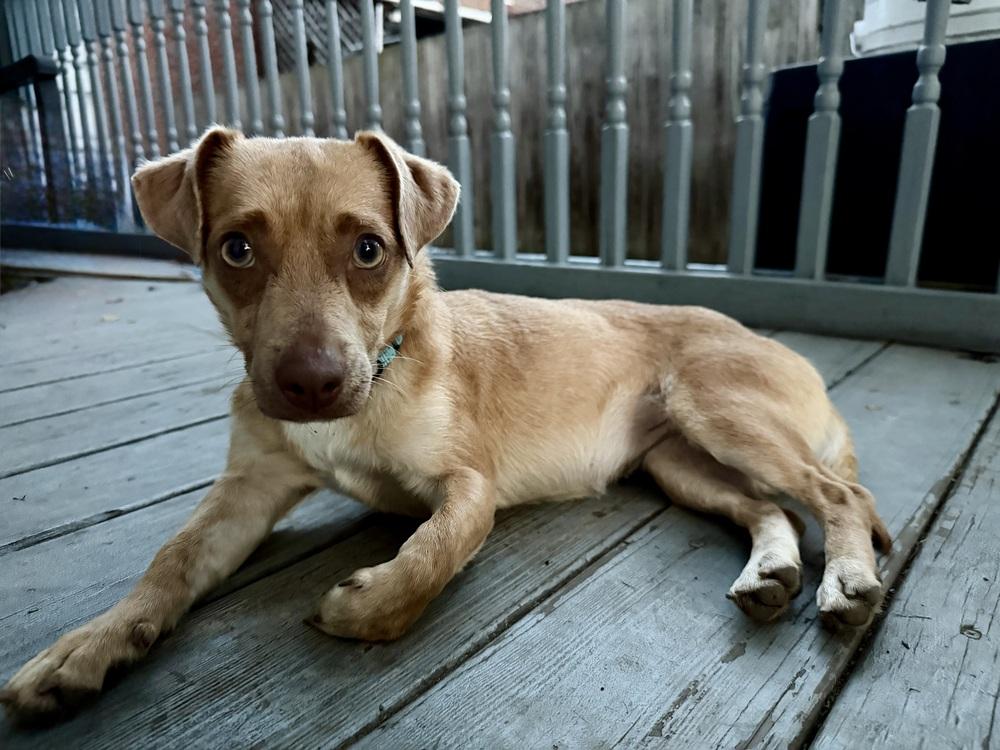 Enlarge Petunia, a Adoptable mixed breed in Jefferson Hills, PA image 3/3