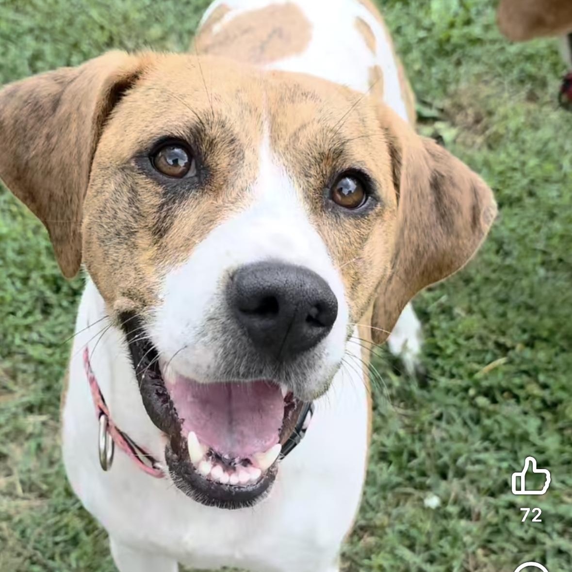 Enlarge Wendy, a ADOPTABLE mixed breed in Greeneville, TN image 3/6