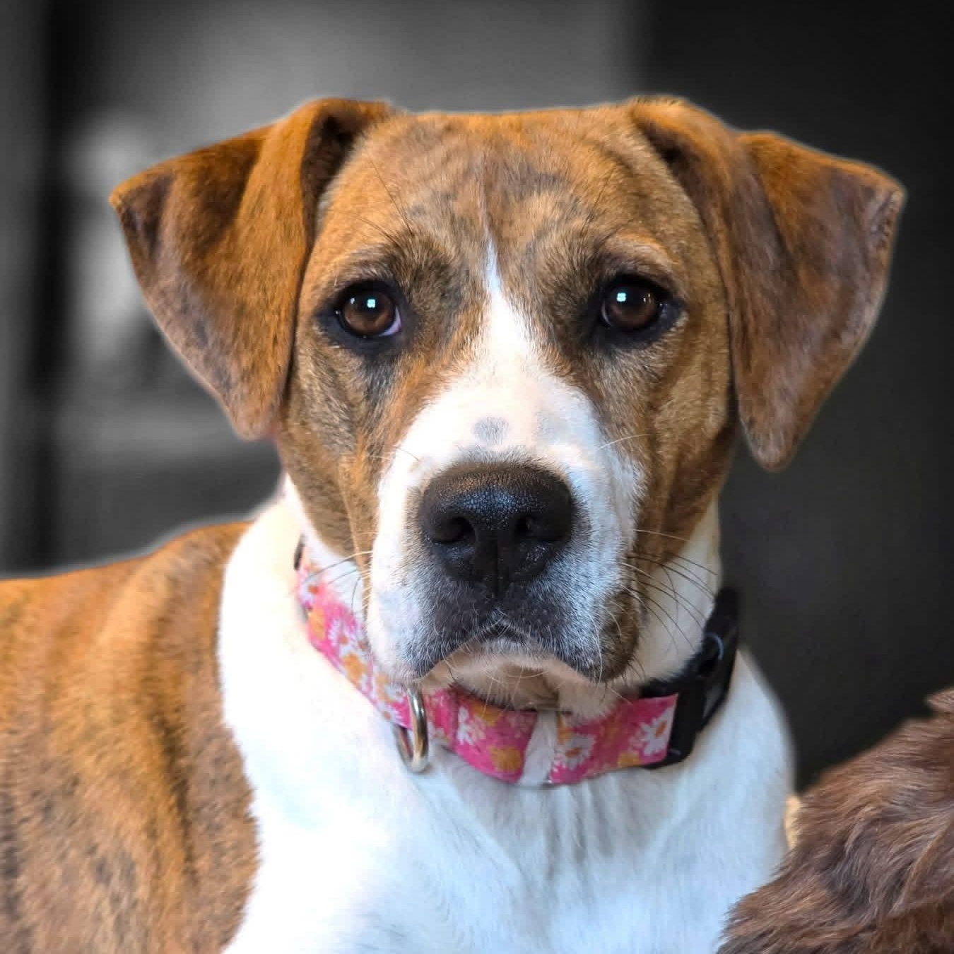 Enlarge Wendy, a ADOPTABLE mixed breed in Greeneville, TN image 4/6