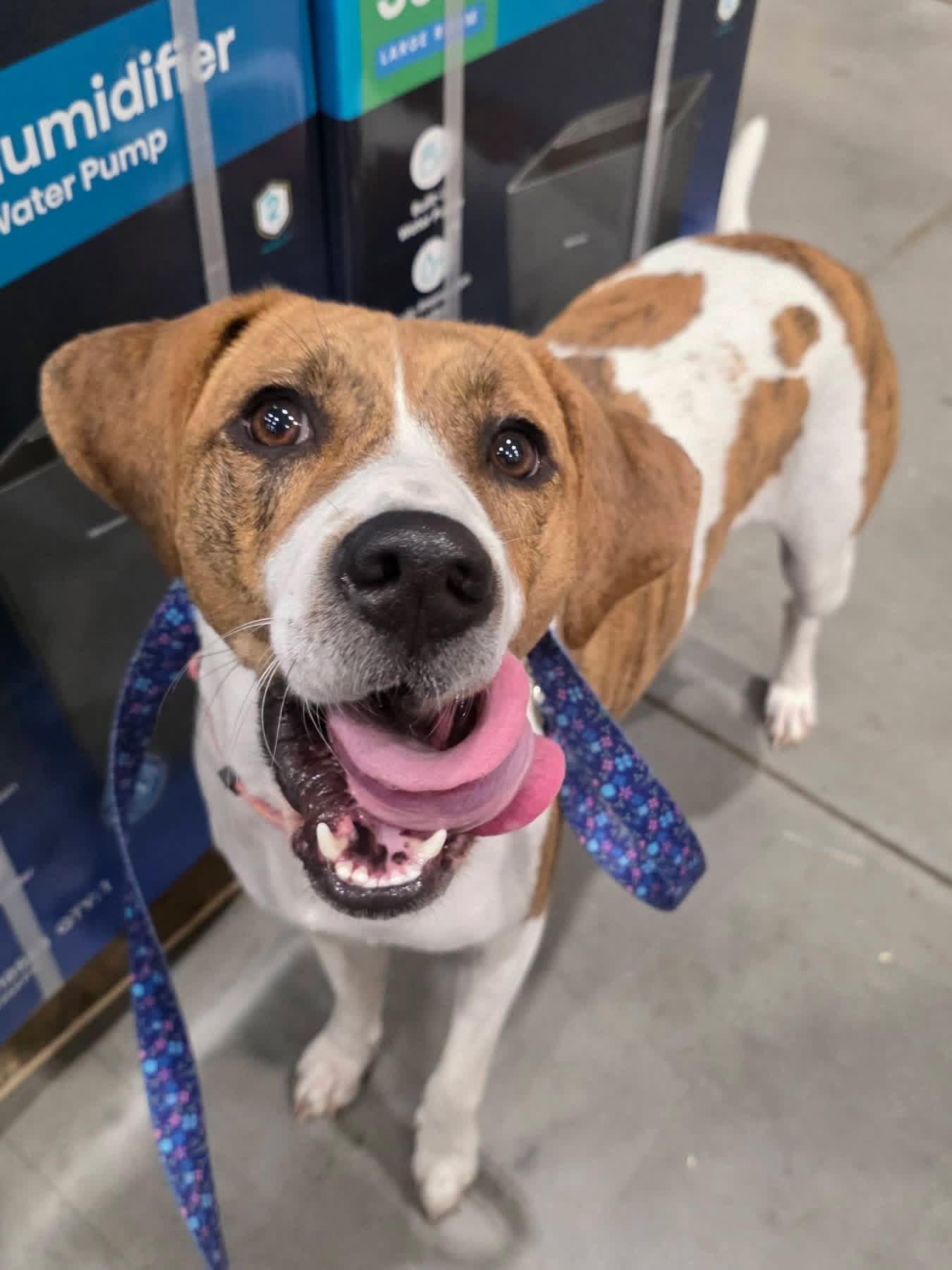 Enlarge Wendy, a ADOPTABLE mixed breed in Greeneville, TN image 2/6