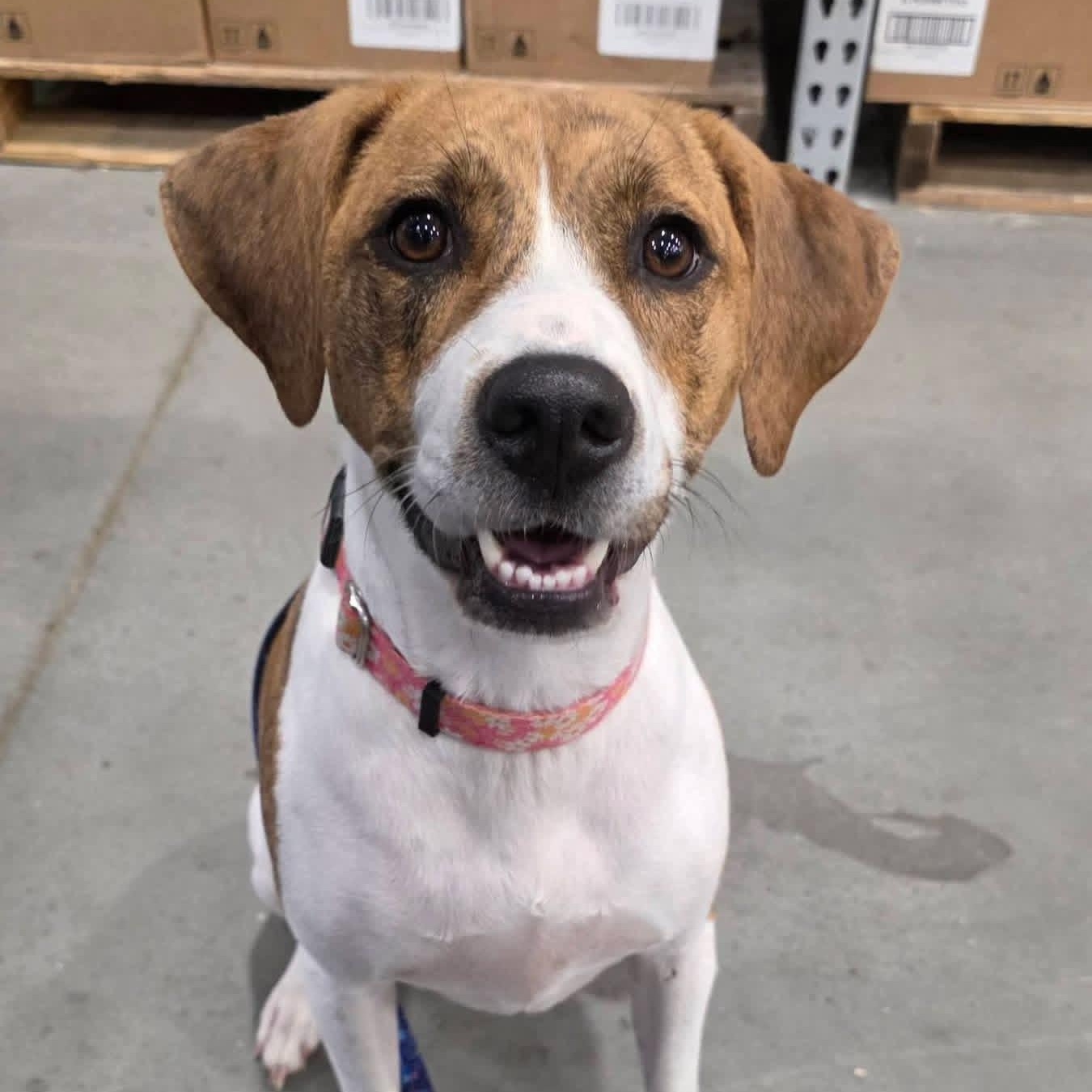 Enlarge Wendy, a ADOPTABLE mixed breed in Greeneville, TN image 1/6