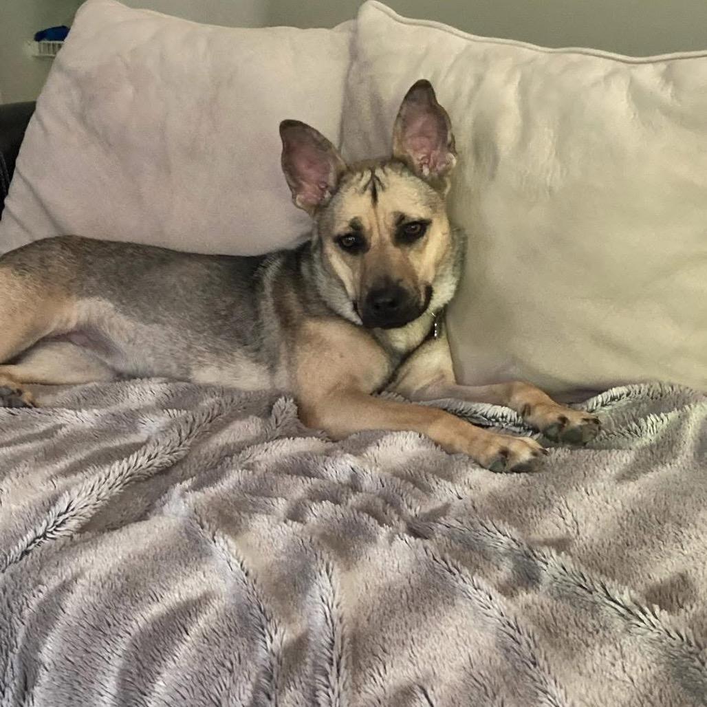 Hope, a Adoptable Shepherd in Northville, MI image 1/6