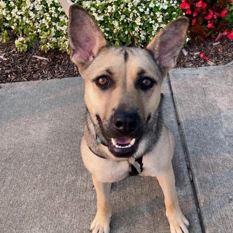 Hope, a Adoptable Shepherd in Northville, MI image 2/6
