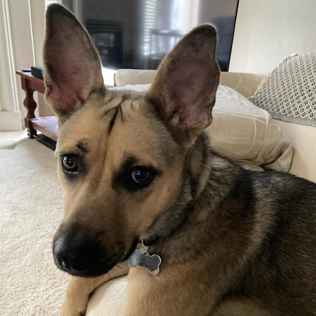 Hope, a Adoptable Shepherd in Northville, MI image 3/6