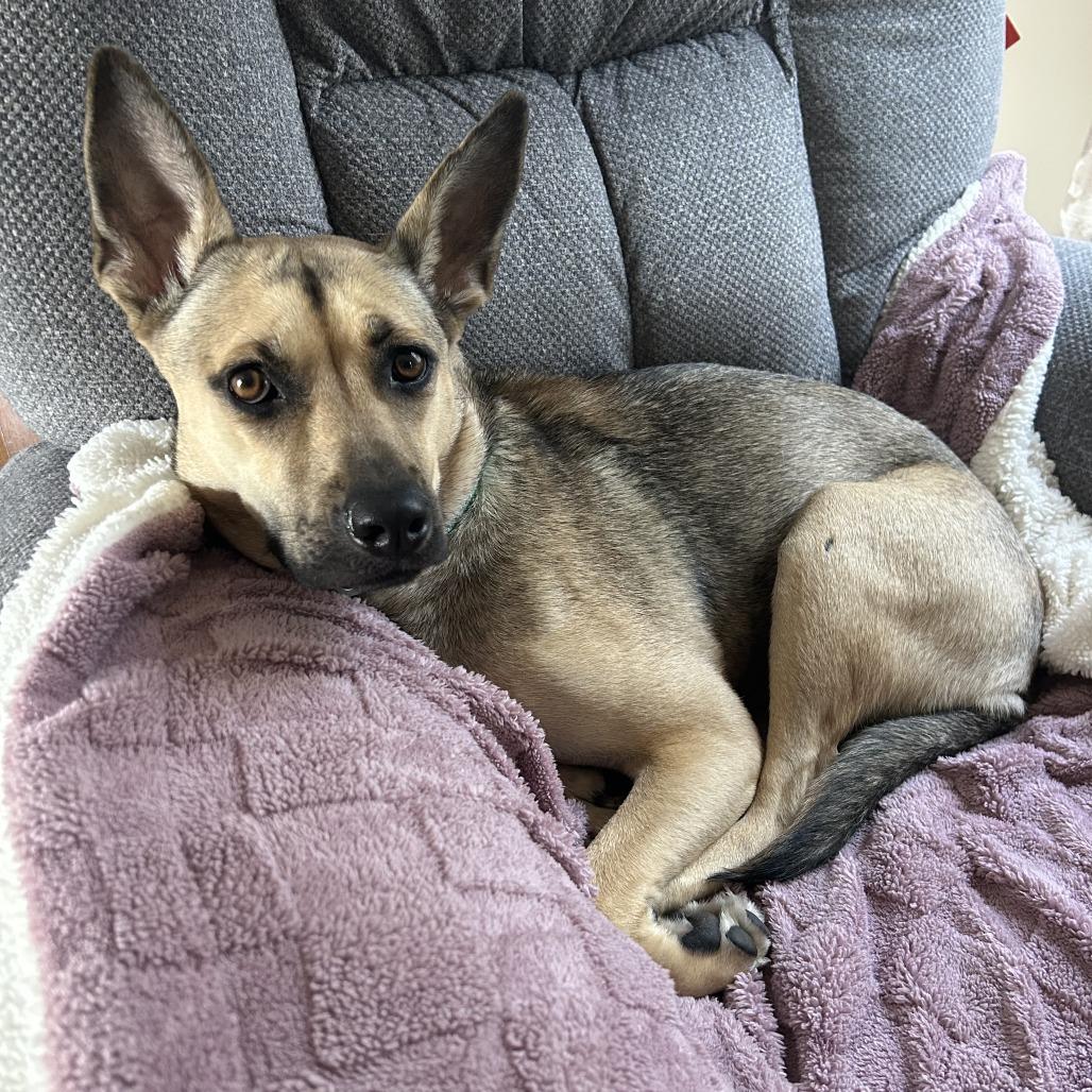 Hope, a Adoptable Shepherd in Northville, MI image 4/6