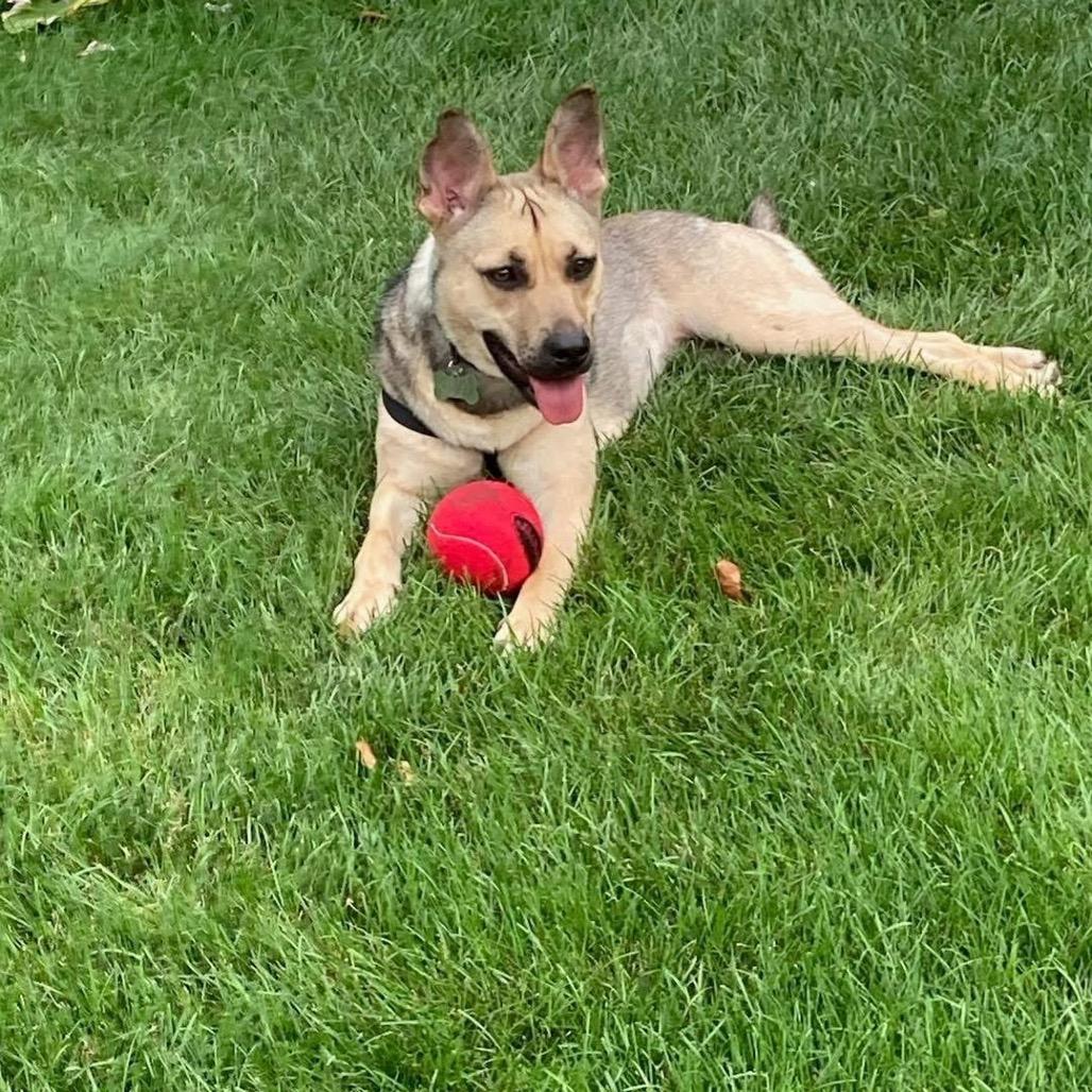 Hope, a Adoptable Shepherd in Northville, MI image 5/6