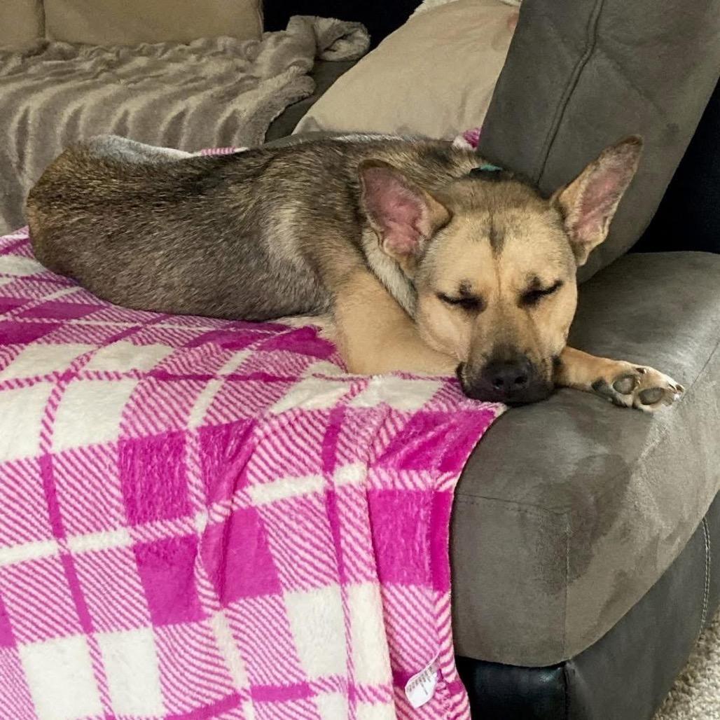 Hope, a Adoptable Shepherd in Northville, MI image 6/6