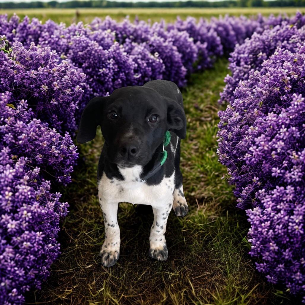 Enlarge Lilac, a Adoptable mixed breed in Galax, VA image 1/1