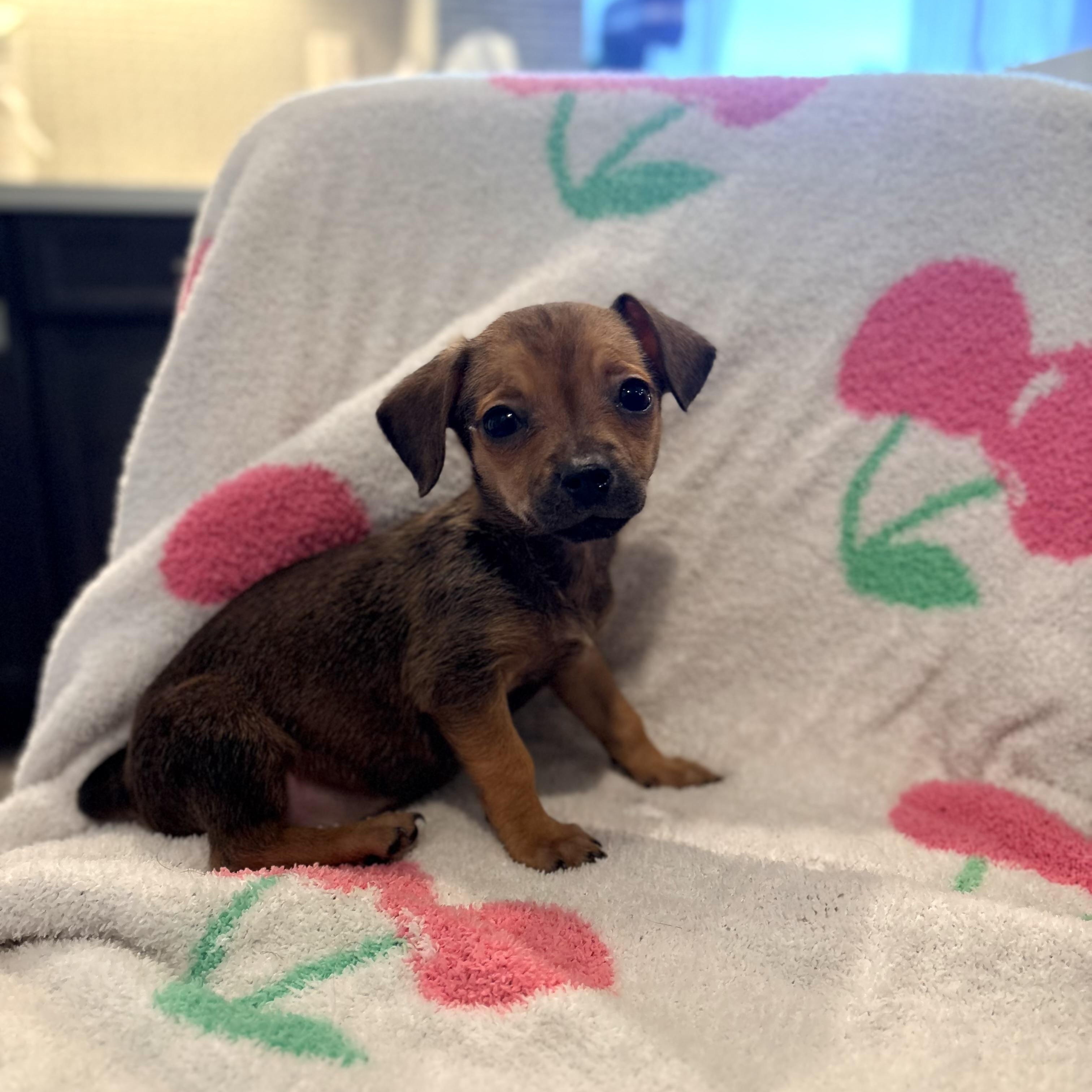 Lime , adopted, Puppy Female Chihuahua.