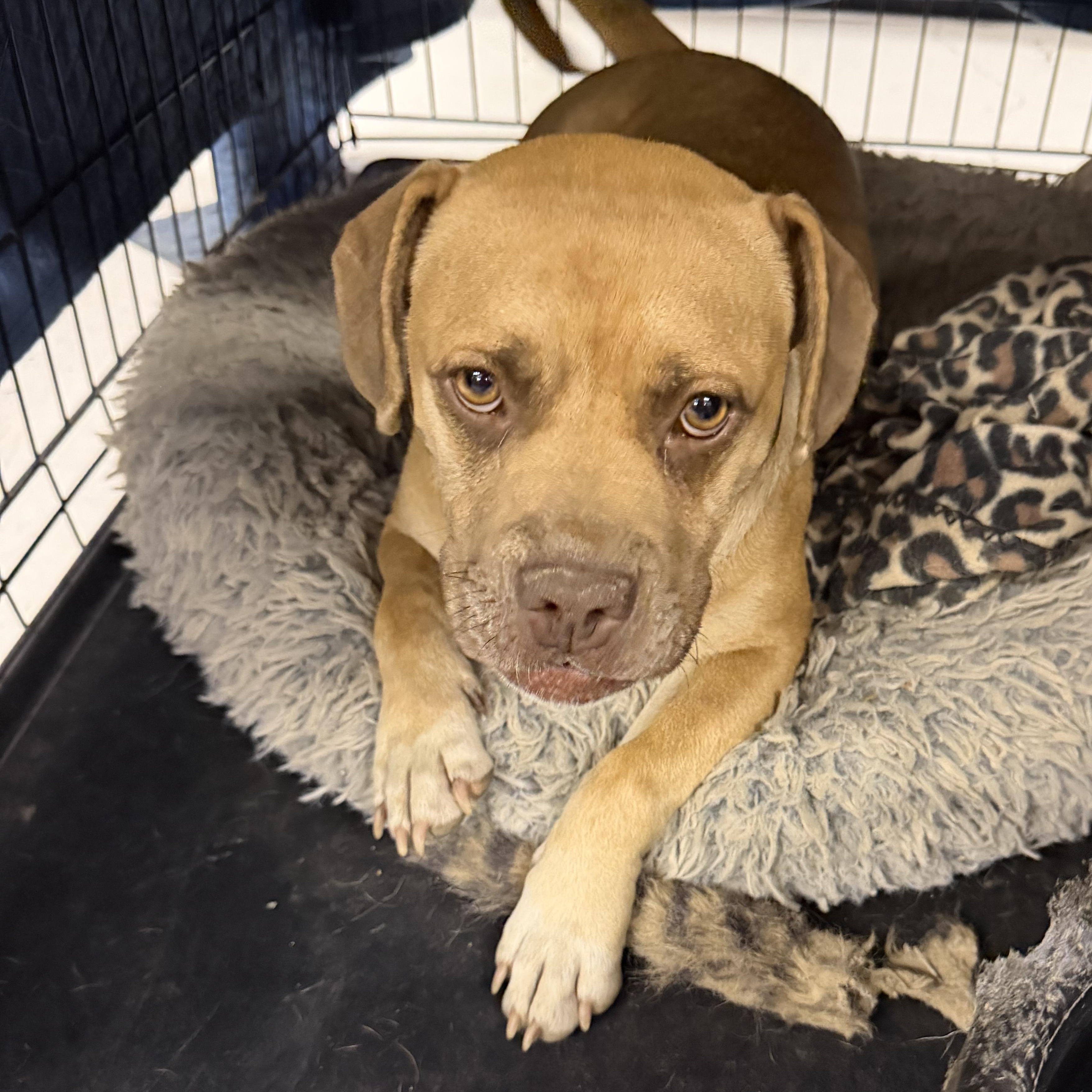 Sandy, a ADOPTABLE mixed breed in Muldrow, OK image 4/4