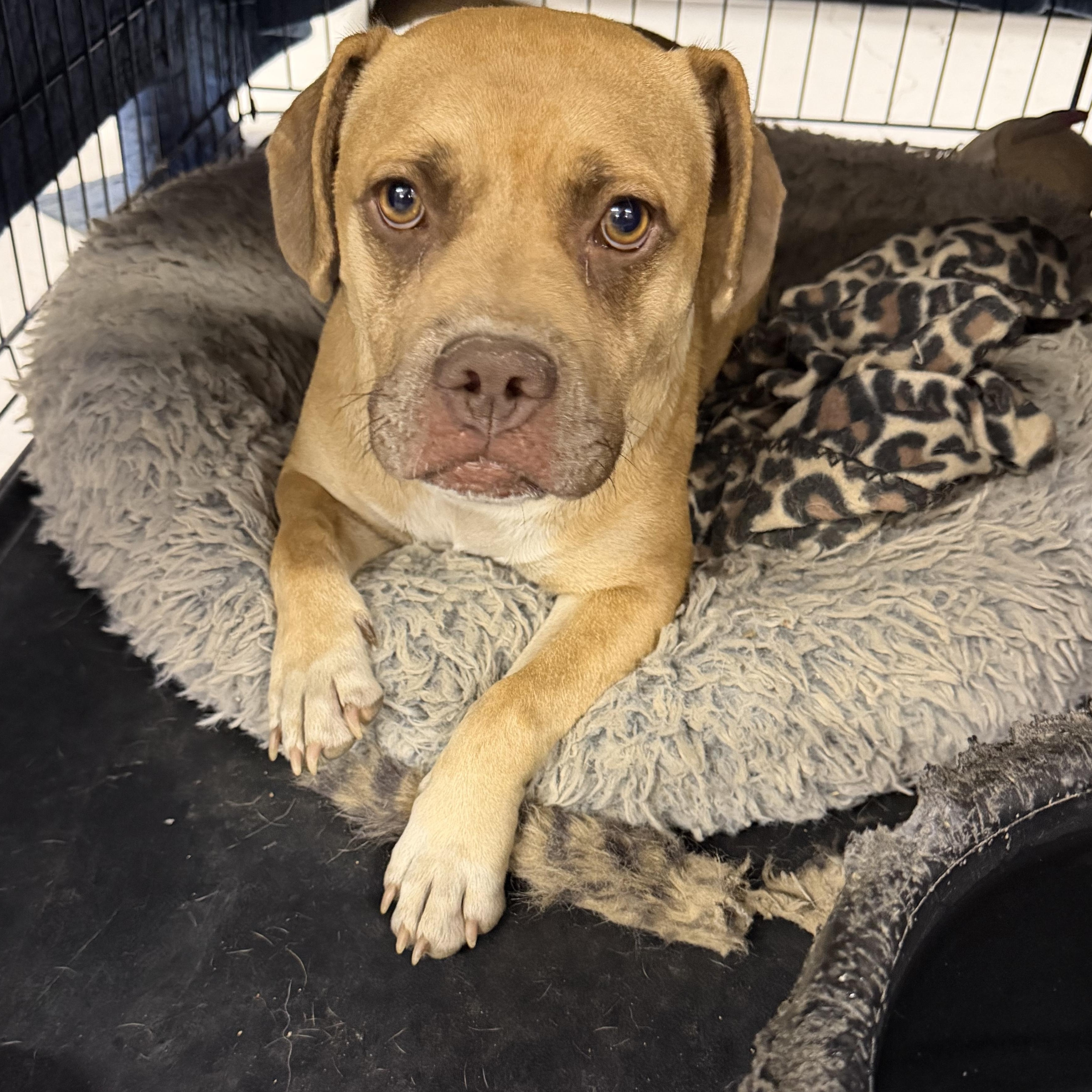 Sandy, a ADOPTABLE mixed breed in Muldrow, OK image 1/4