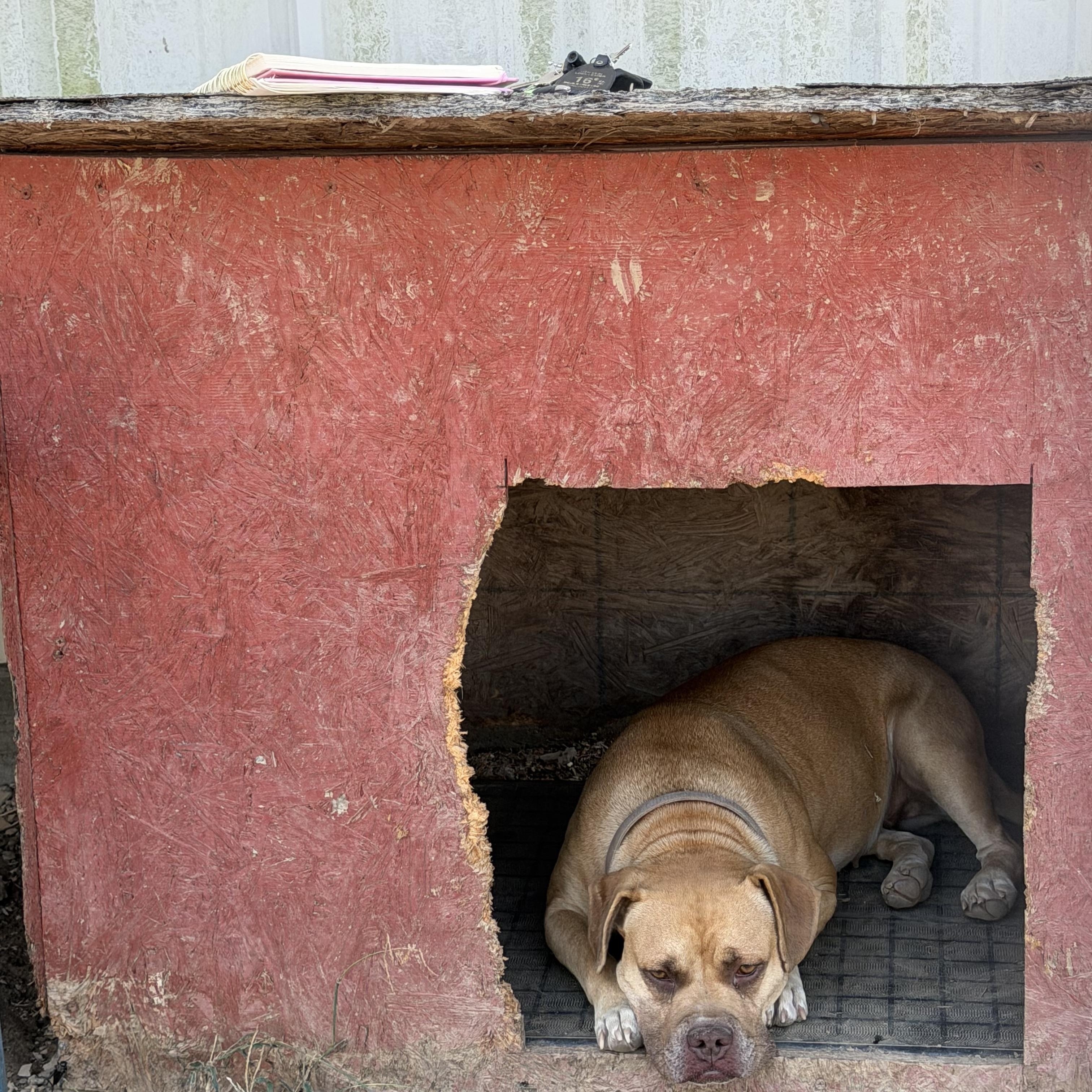 Enlarge Sandy, a Adoptable mixed breed in Muldrow, OK image 6/6