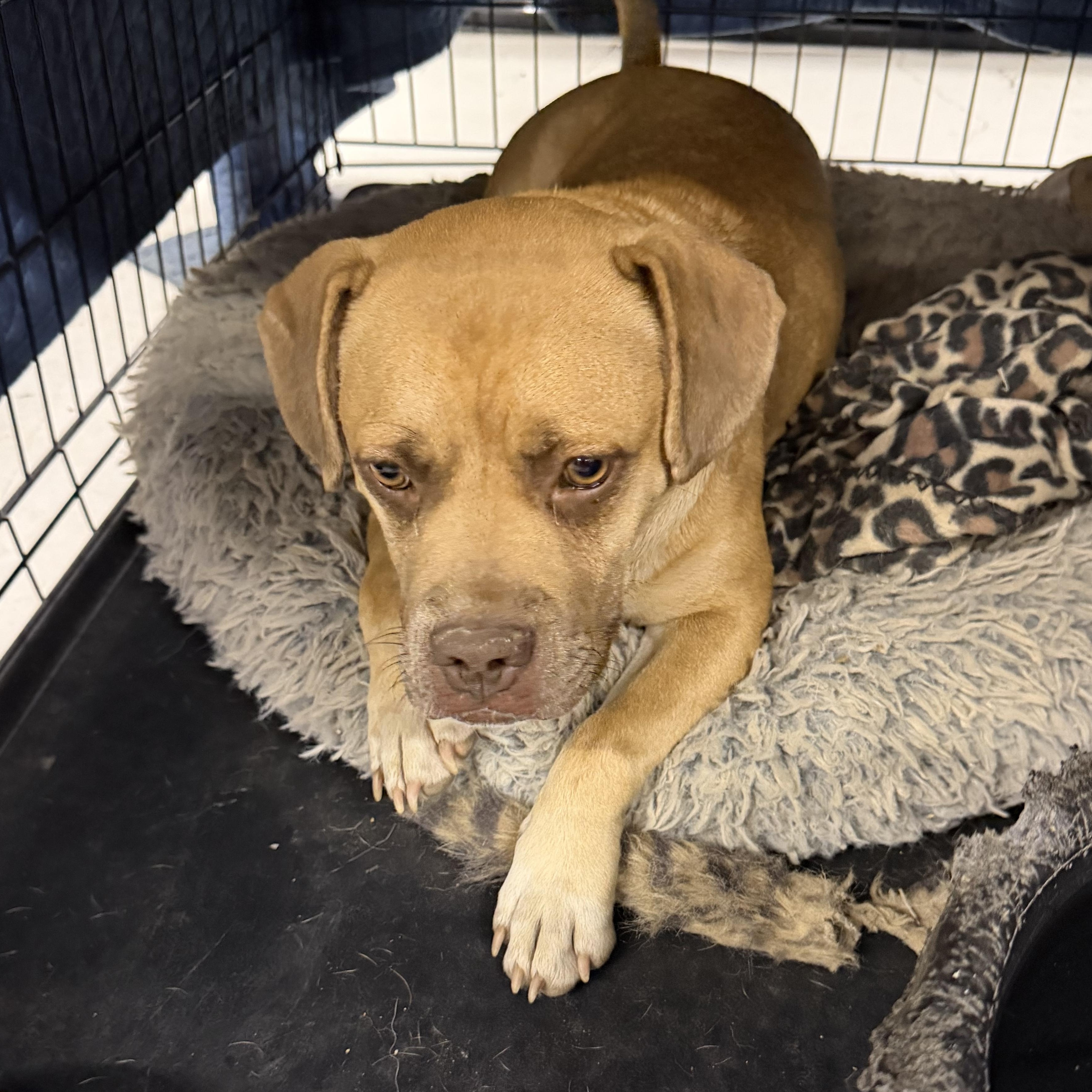 Sandy, a ADOPTABLE mixed breed in Muldrow, OK image 3/4