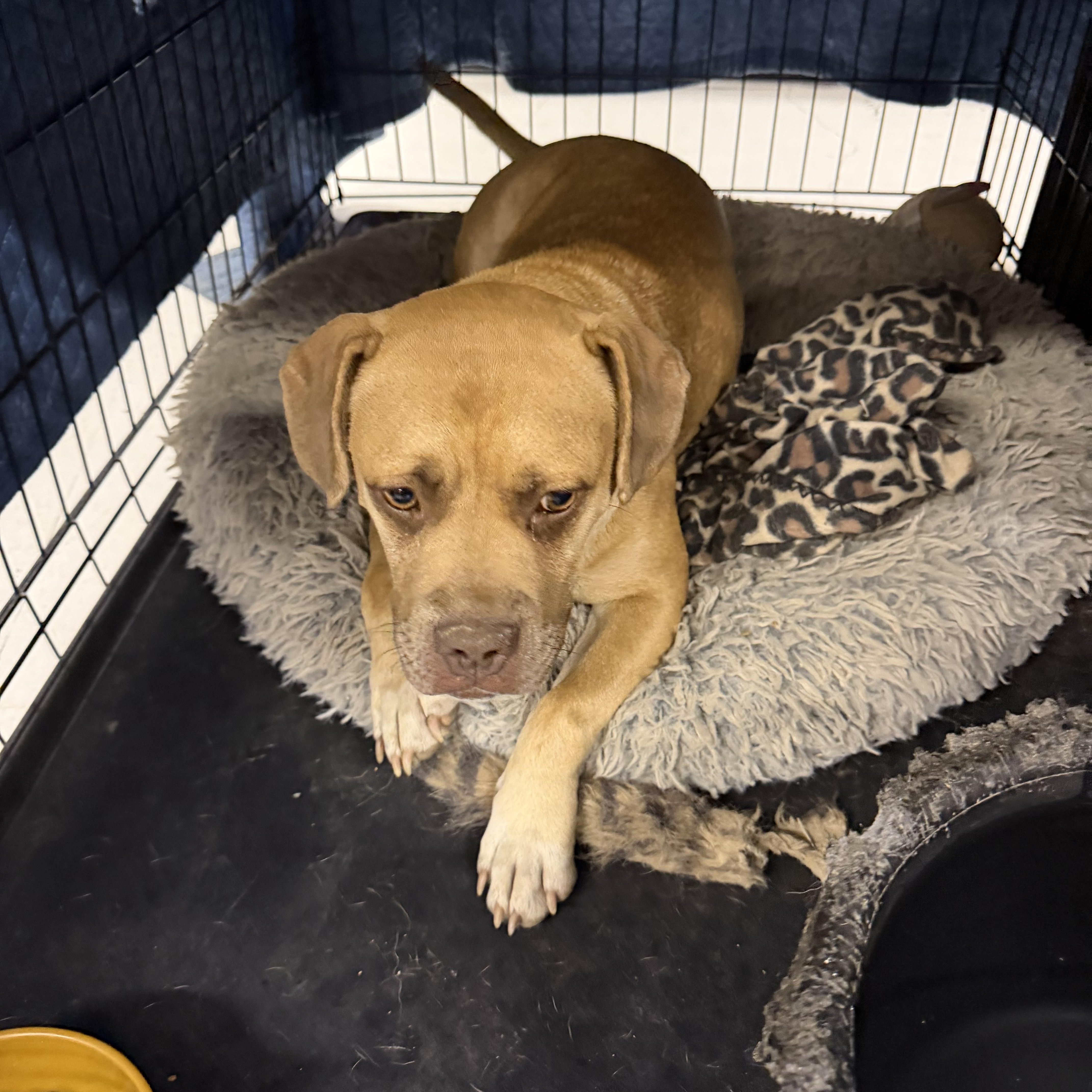 Sandy, a ADOPTABLE mixed breed in Muldrow, OK image 2/4