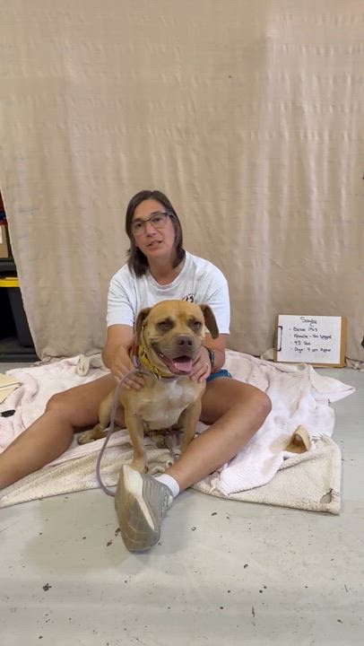 Enlarge Sandy, a Adoptable mixed breed in Muldrow, OK video 5/5