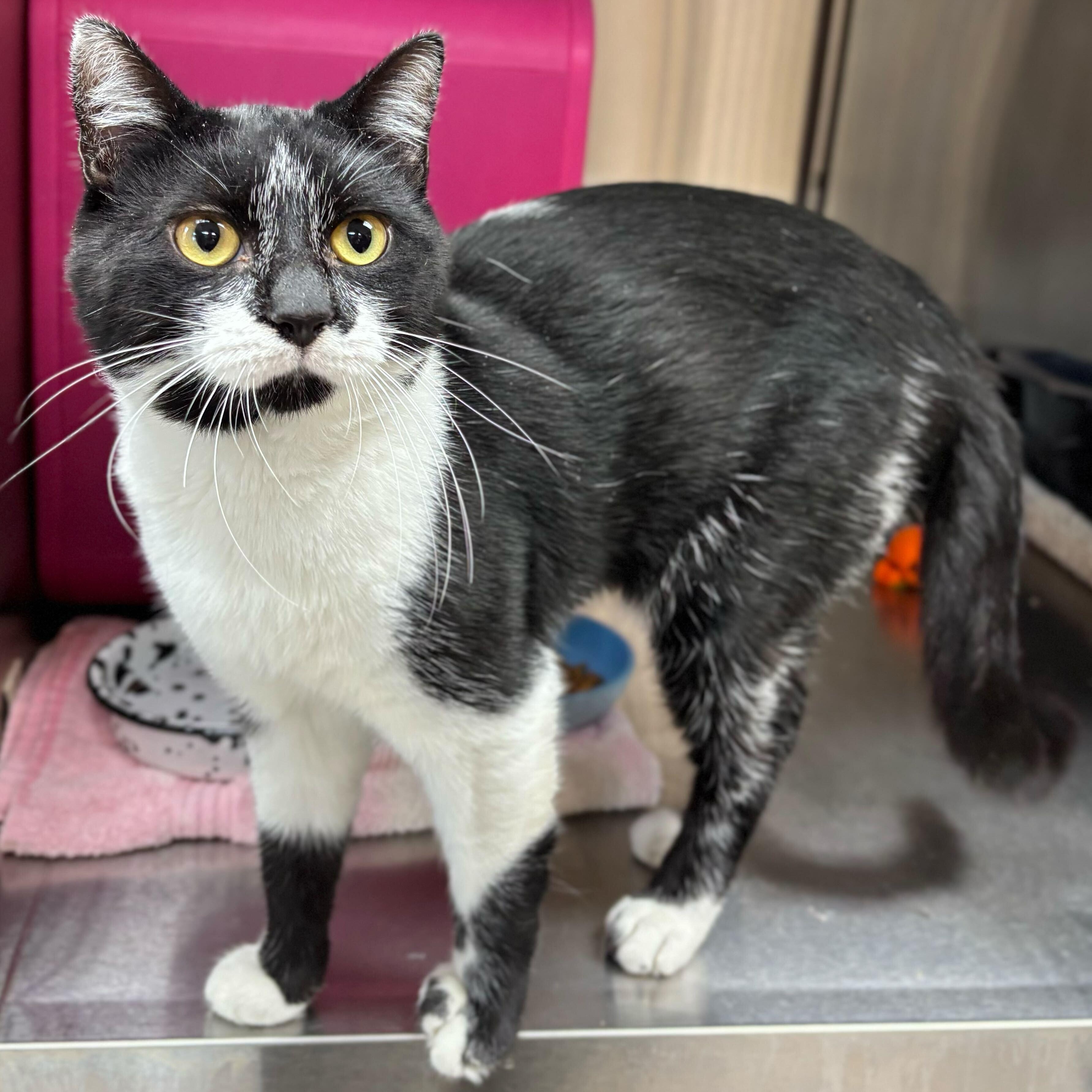 Enlarge Pontiac, an adoptable Domestic Short Hair in Jefferson, WI image 2/2