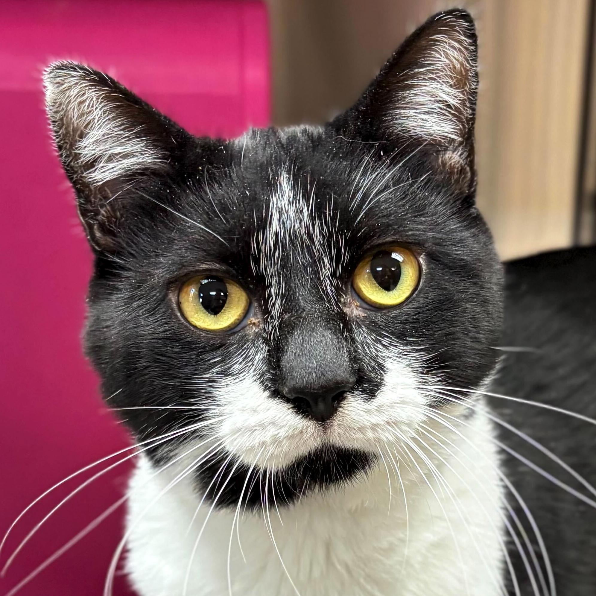 Pontiac, adoptable, Adult Male Domestic Short Hair.