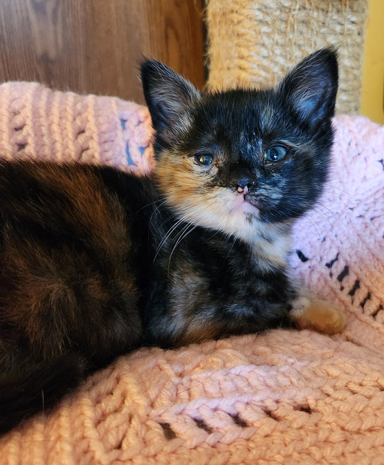 Lizzie, Adoptable, Young Female Domestic Short Hair.