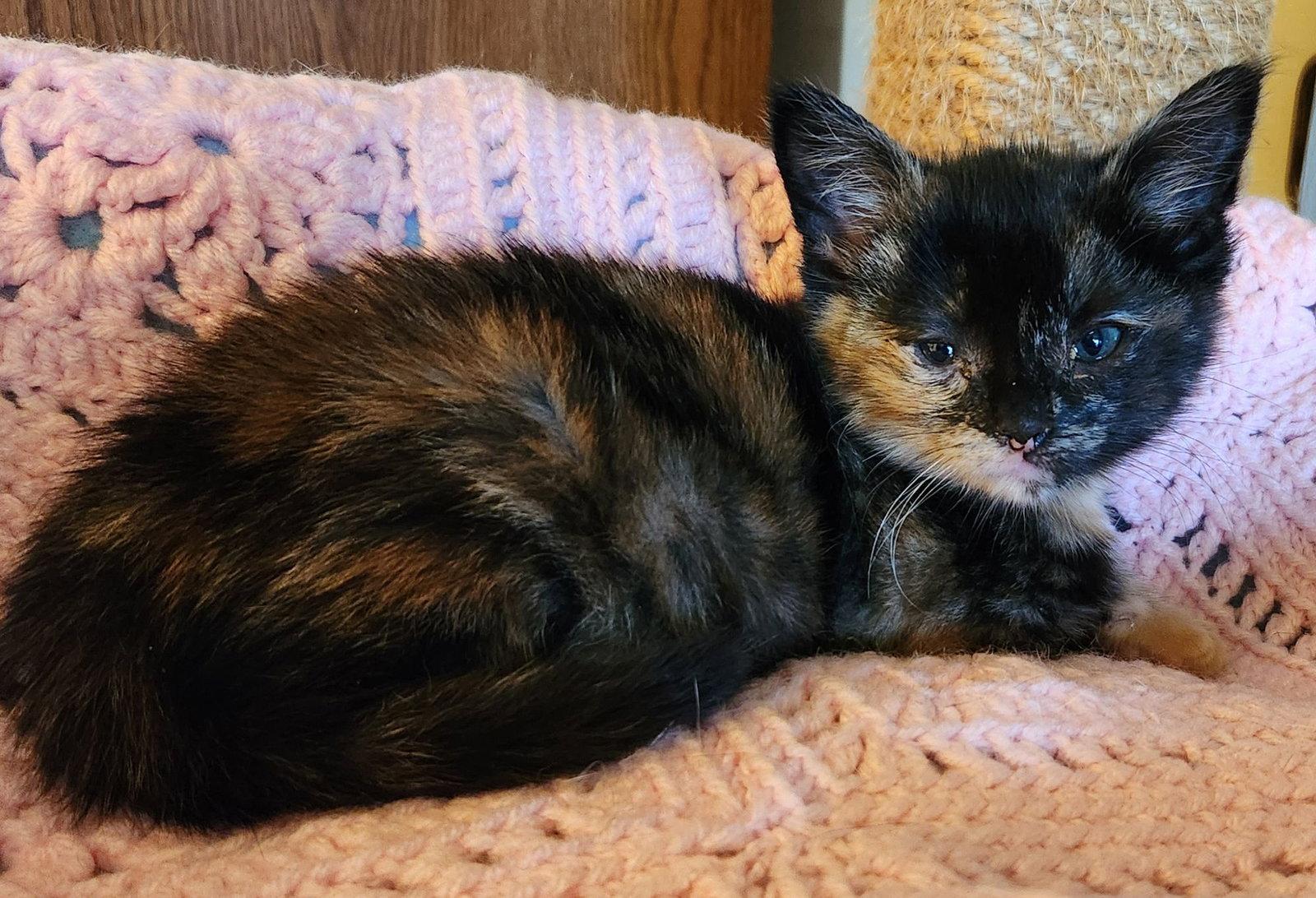 Enlarge Lizzie, a Adoptable Domestic Short Hair in Furlong, PA image 2/2