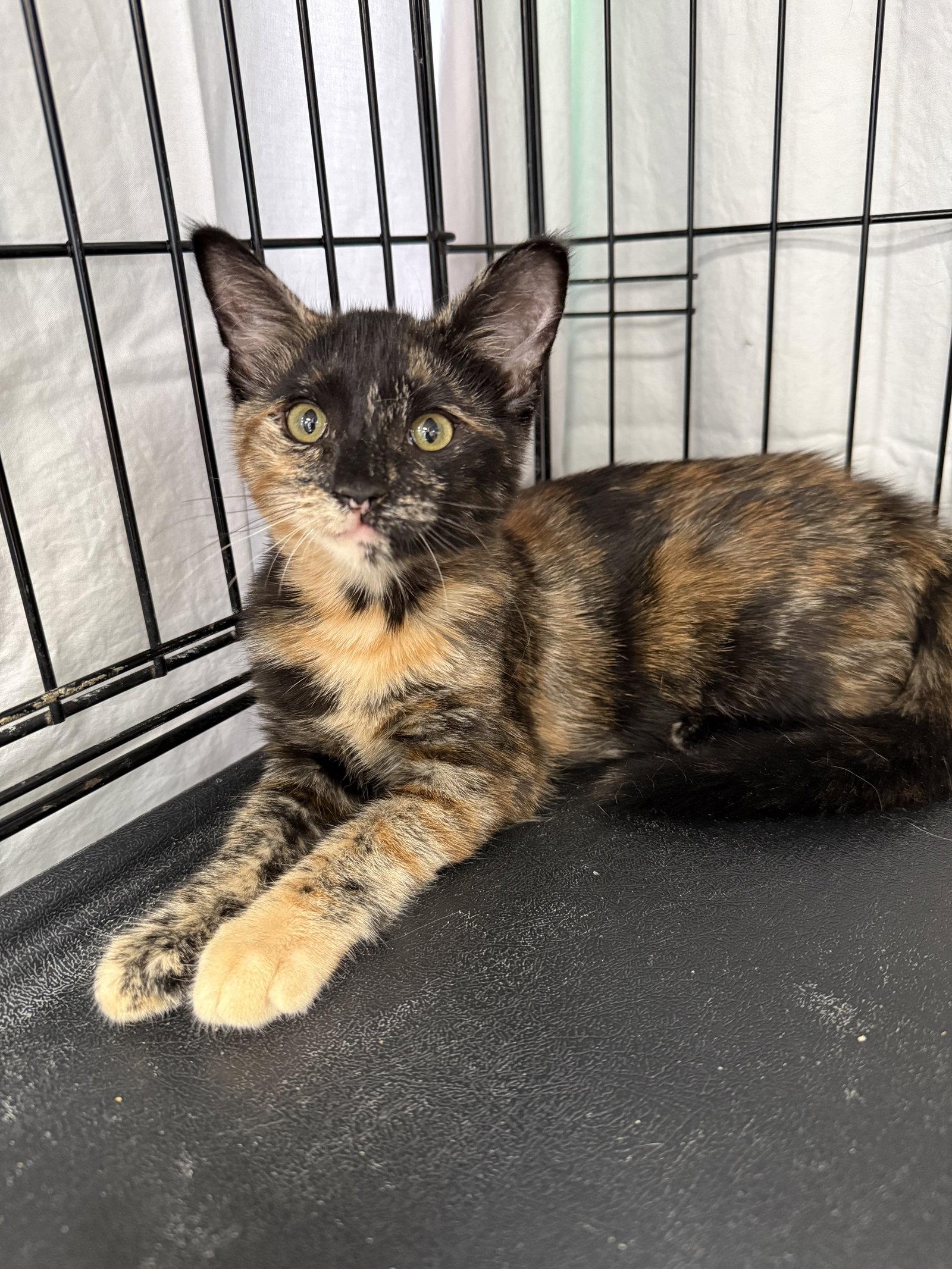 Lizzie, a Adoptable Domestic Short Hair in Furlong, PA image 3/3