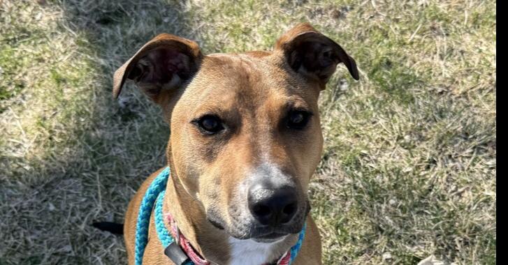 Pete, Adoptable, Puppy Male Mixed Breed.