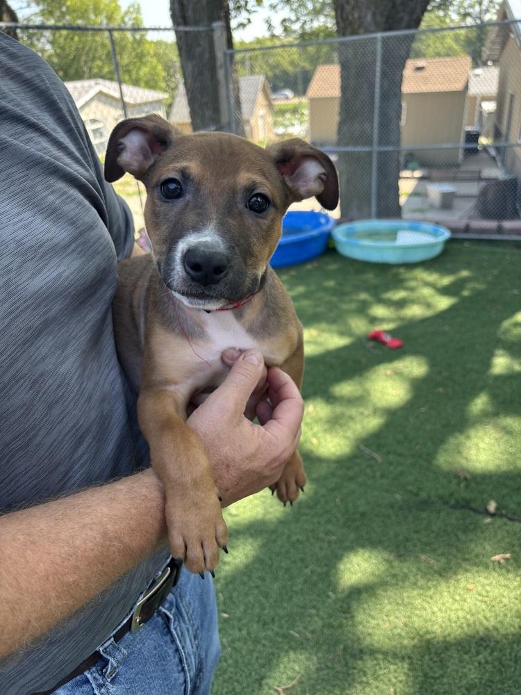 Enlarge Pete, a Adoptable mixed breed in Papillion, NE image 2/3