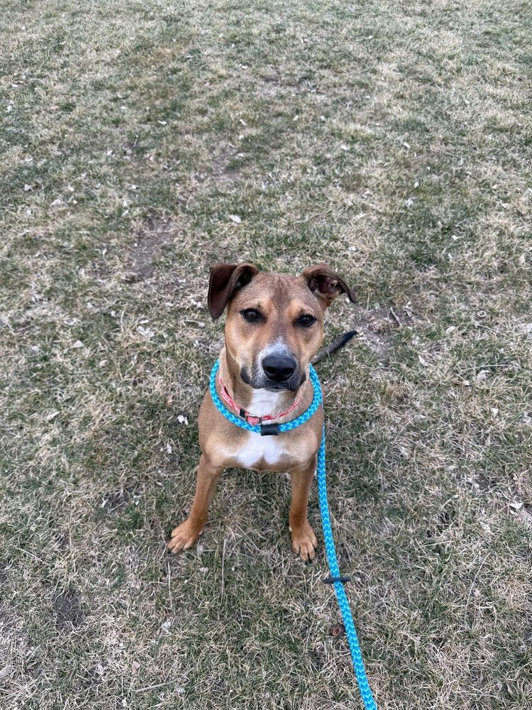 Enlarge Pete, a Adoptable mixed breed in Papillion, NE image 3/3