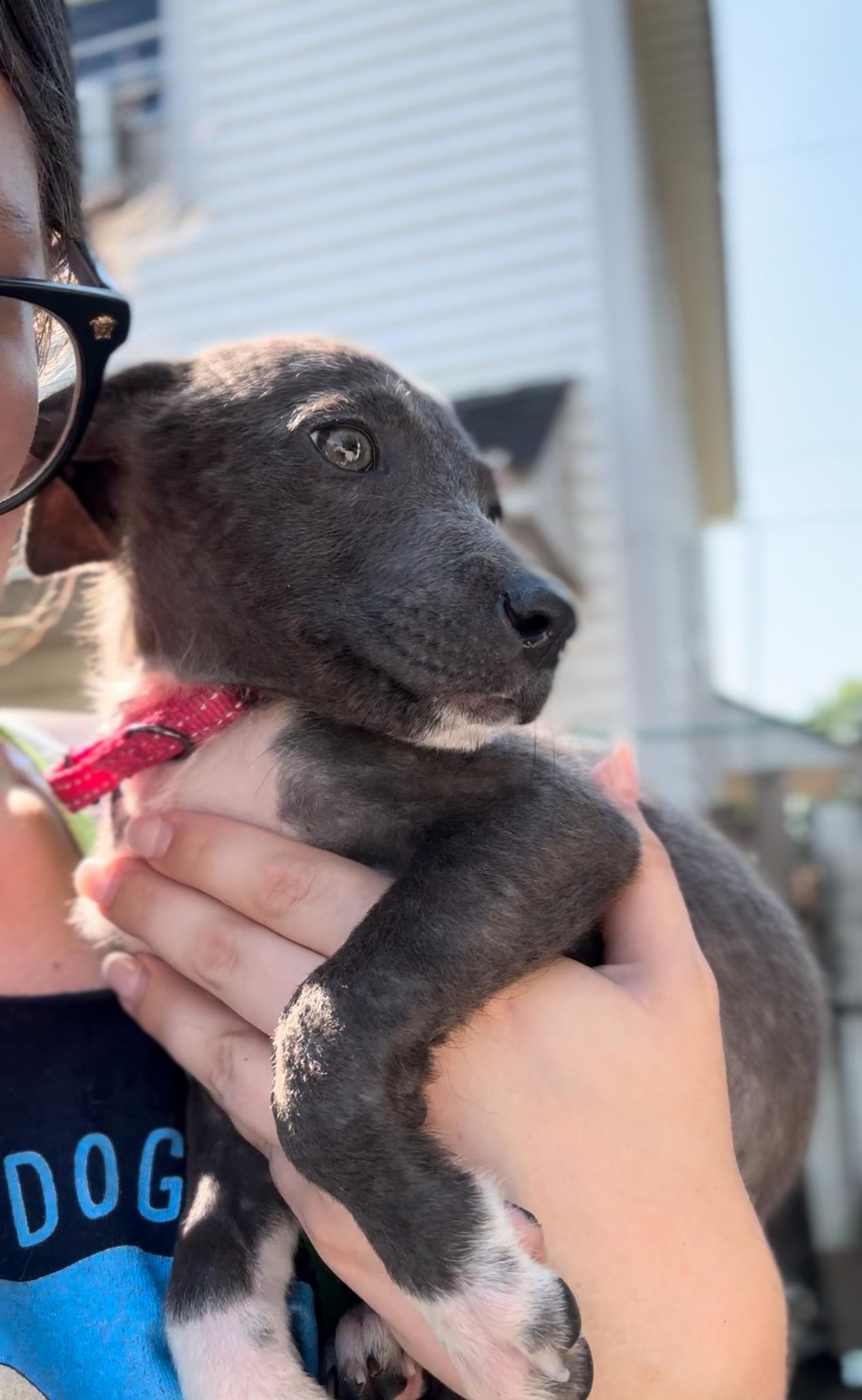 Chickadee thumbnail 2