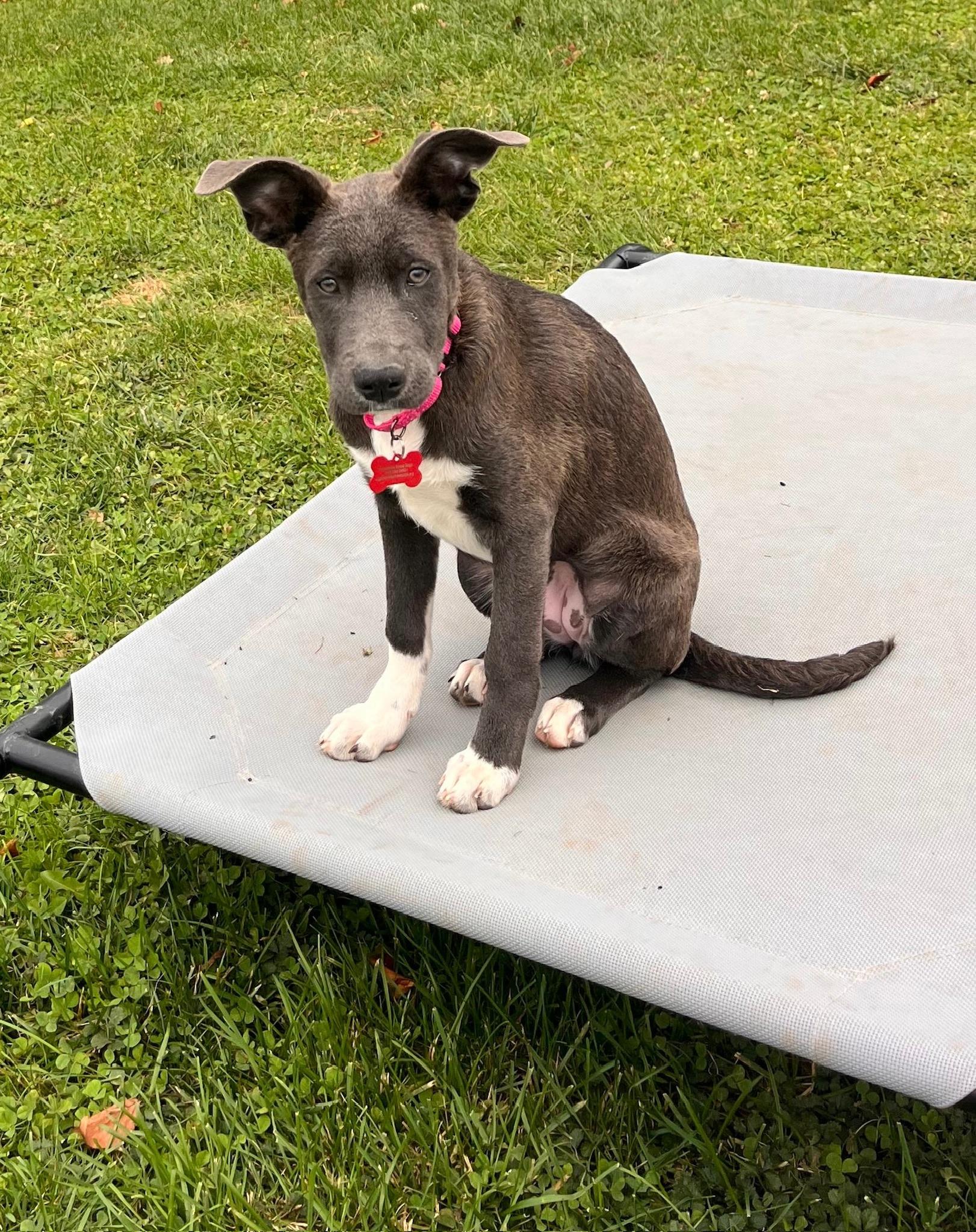 Chickadee thumbnail 3